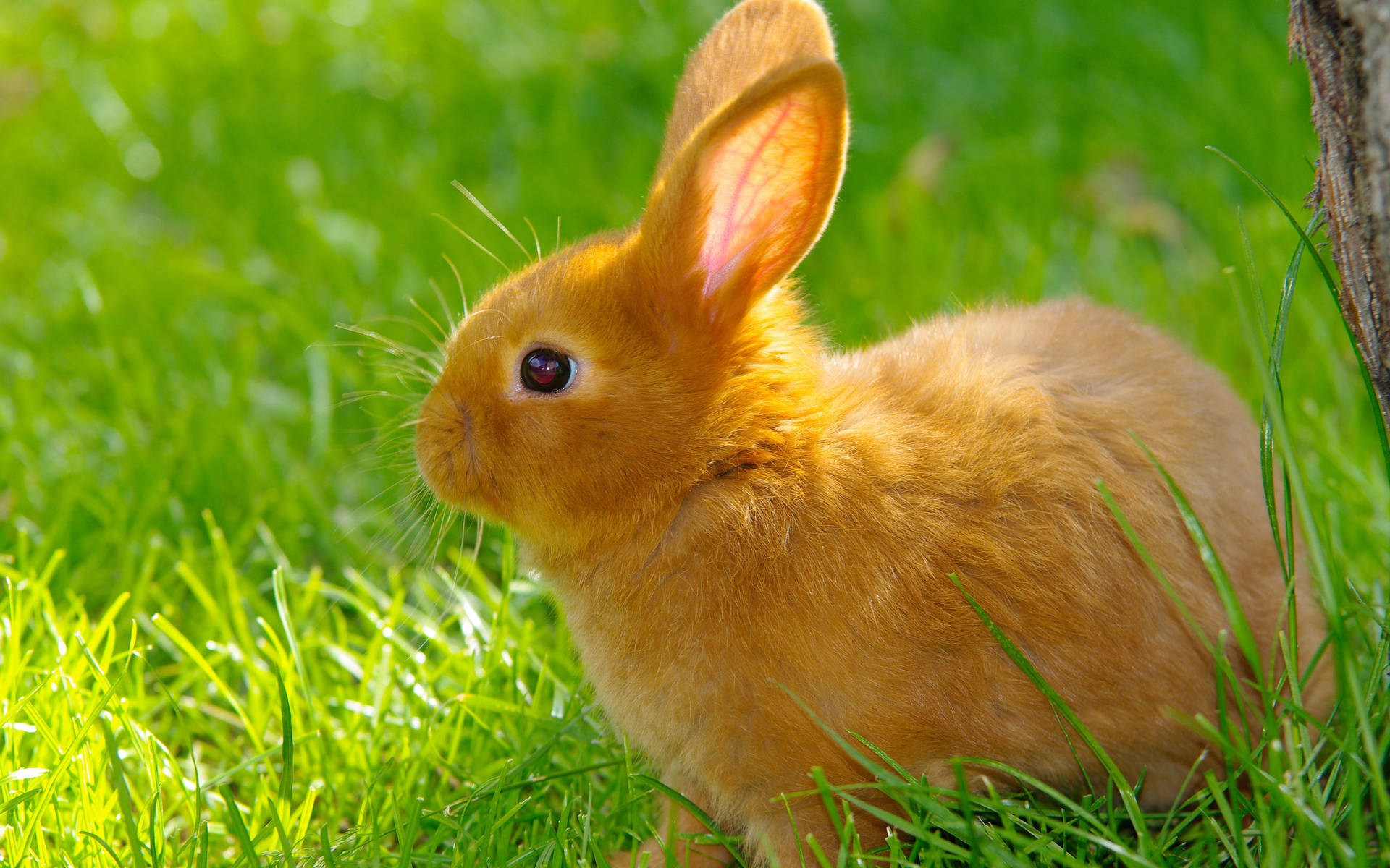 Brown Baby Bunny Playing On The Grass