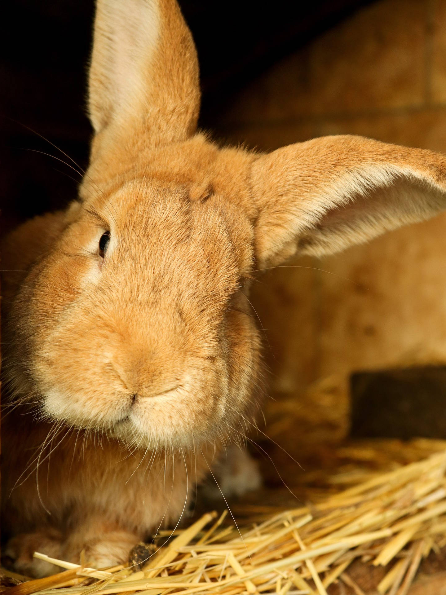 Brown Baby Bunny Staring