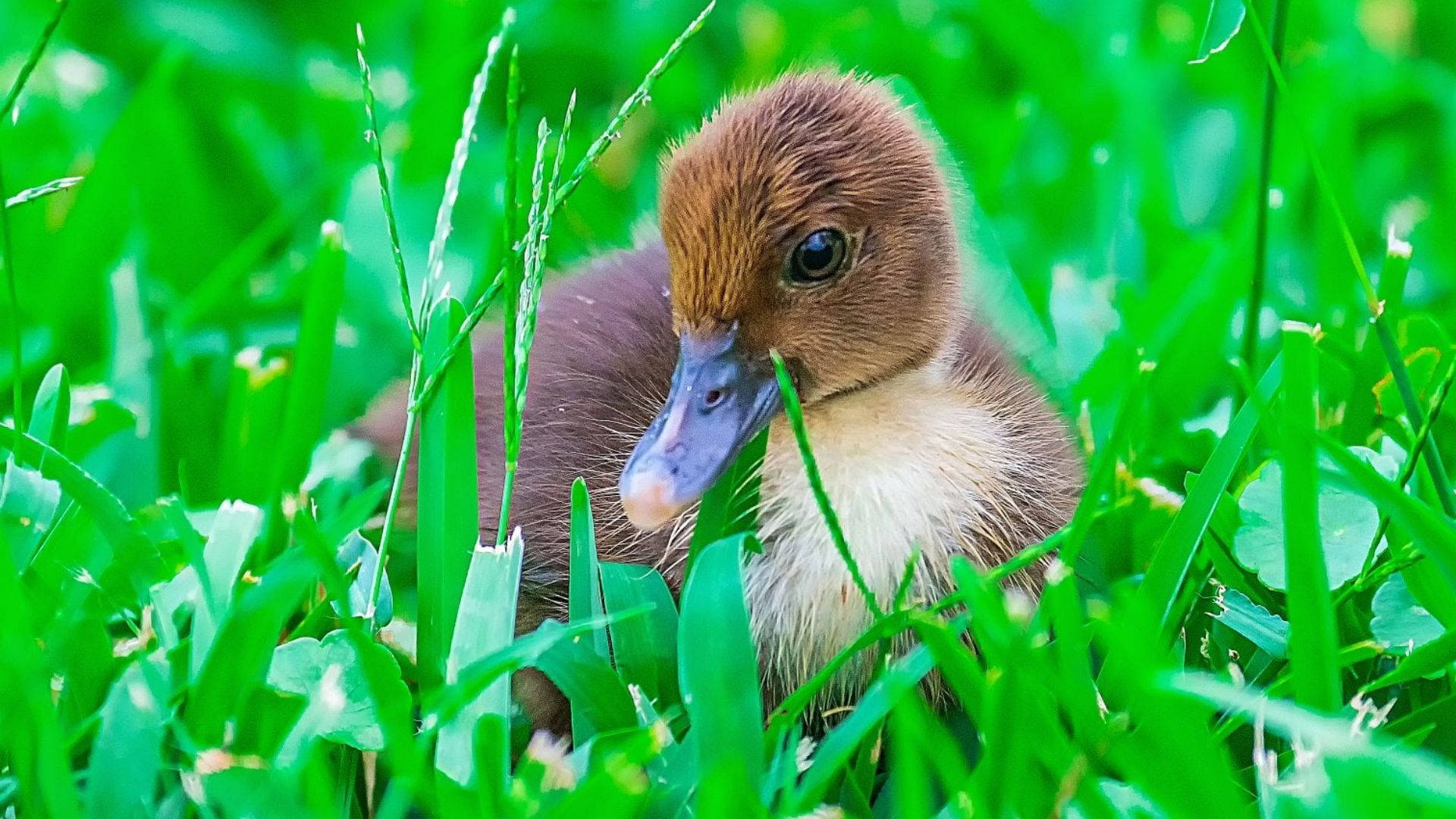 Brown Baby Duck On Grass Background