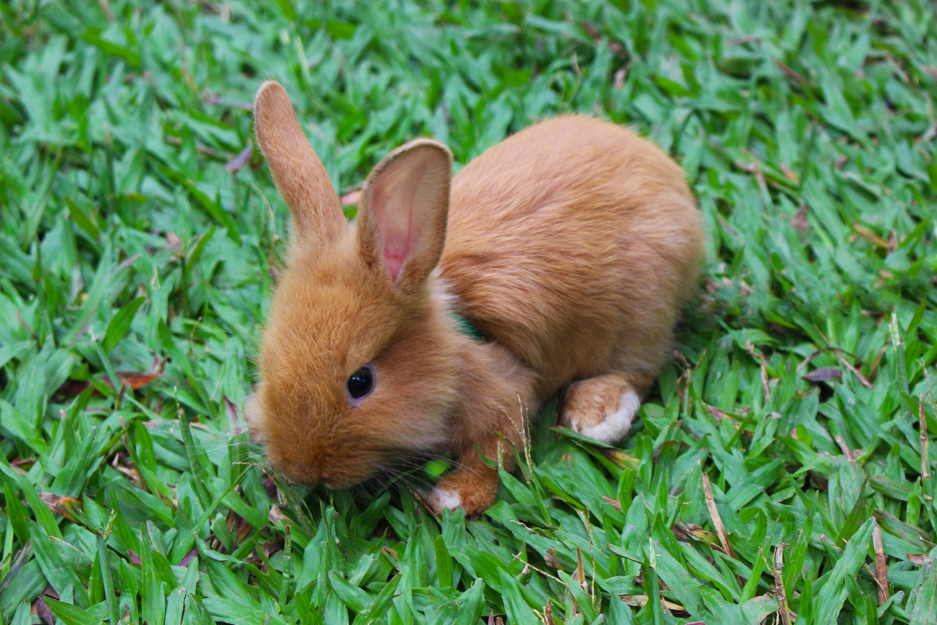 Brown Baby Rabbit Background