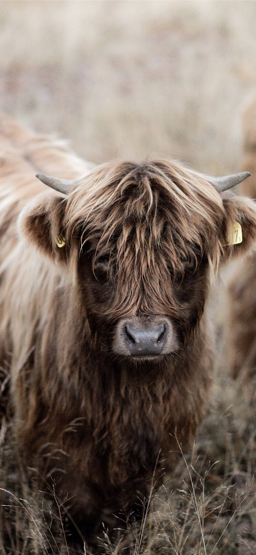 Brown Baby Scottish Highland Cattle Background