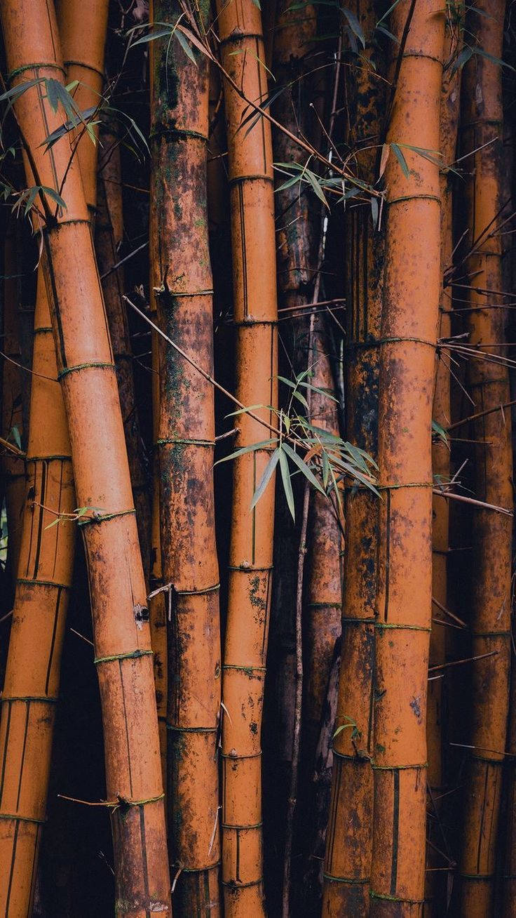 Brown Bamboo Forest Iphone