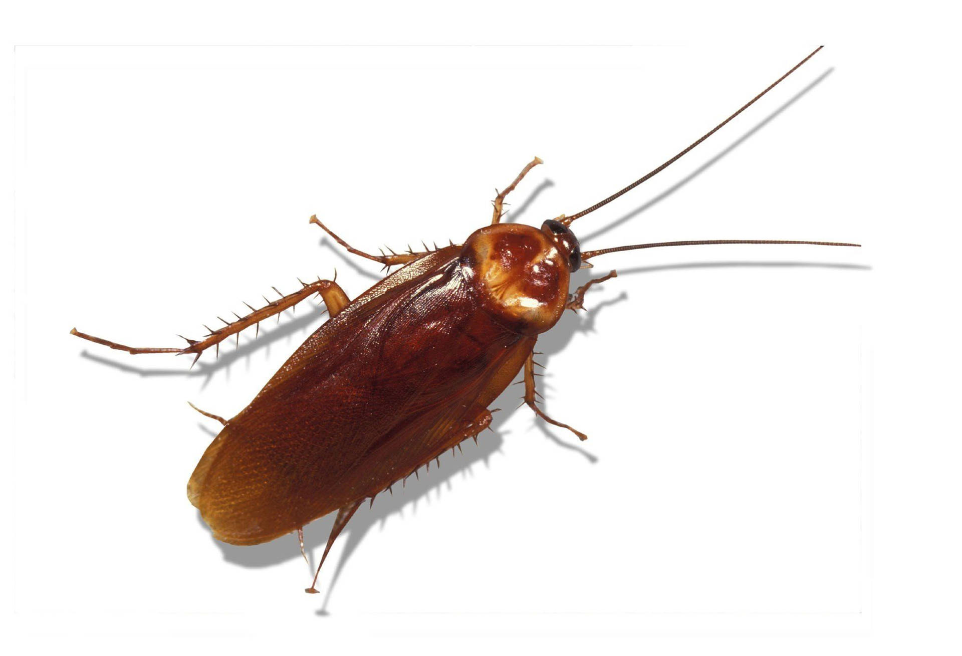 Brown Banded Cockroach Clipart Background
