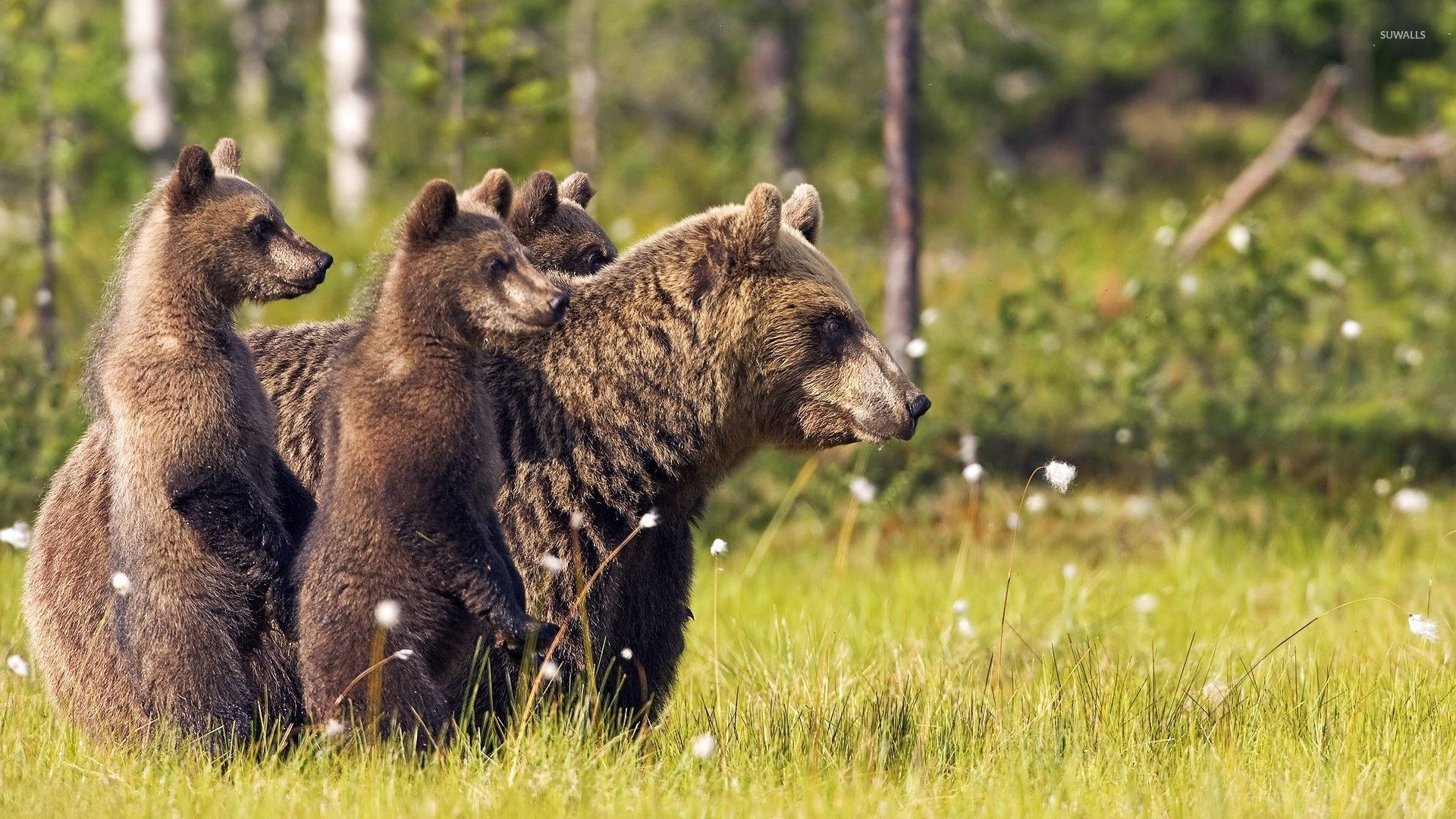 Brown Bear And Cubs With Flowers Background