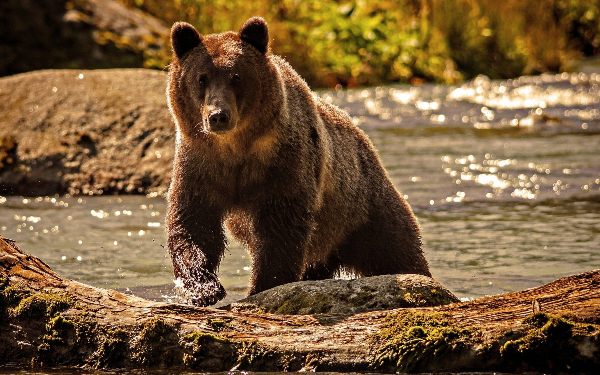 Brown Bear At River With Moss Background