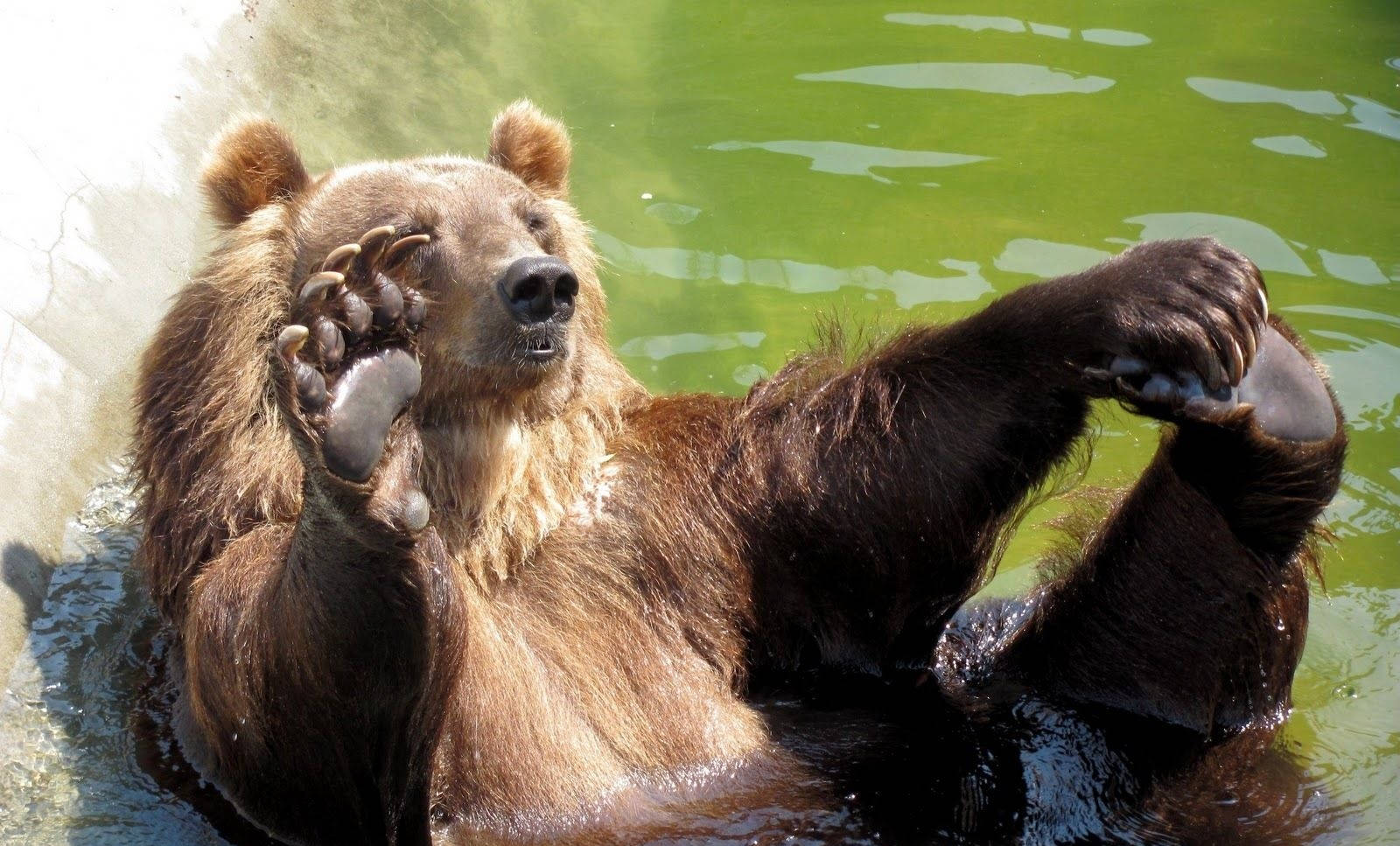 Brown Bear Bathing In Water Background