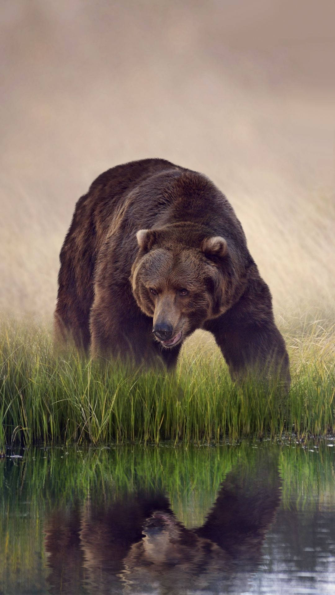 Brown Bear By Lake In Grass