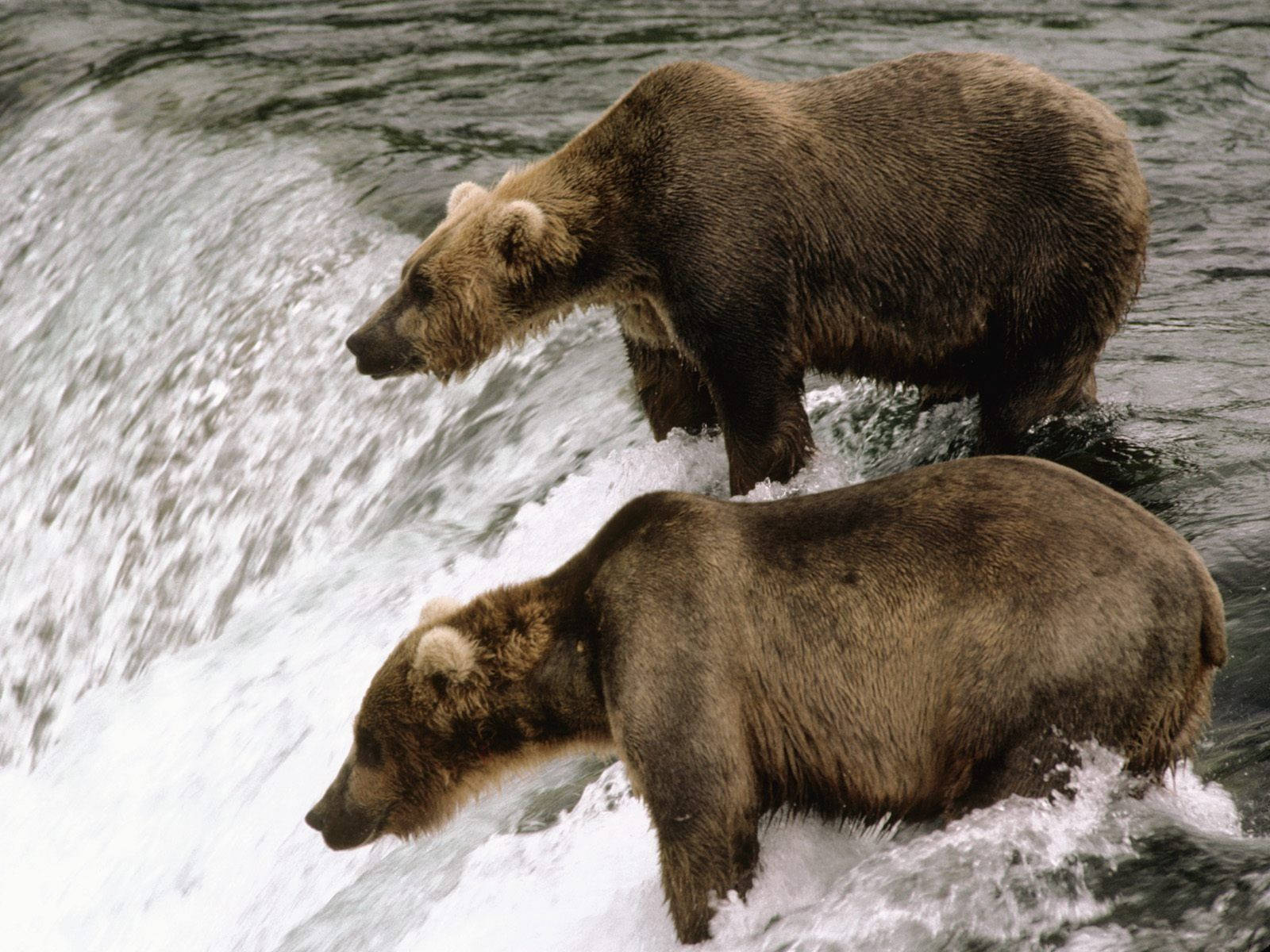 Brown Bear By Waterfall