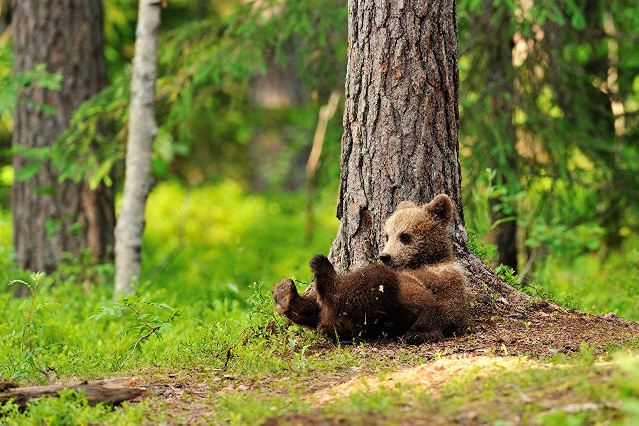 Brown Bear Cub On Tree Background