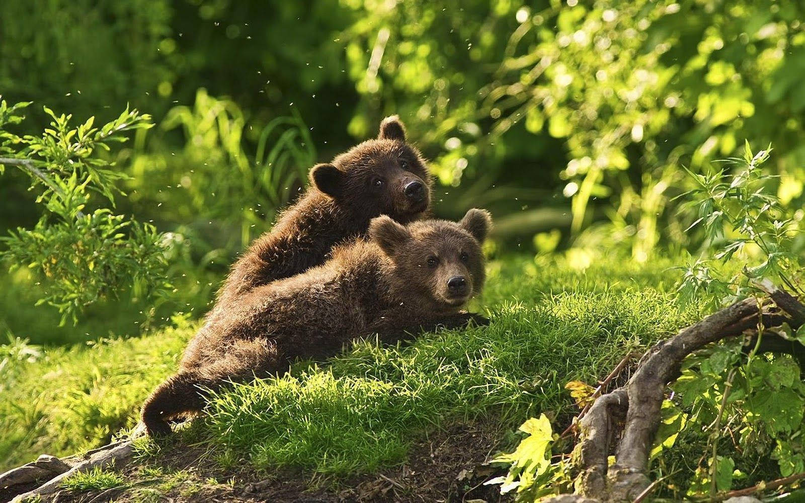 Brown Bear Cubs On Grass Background