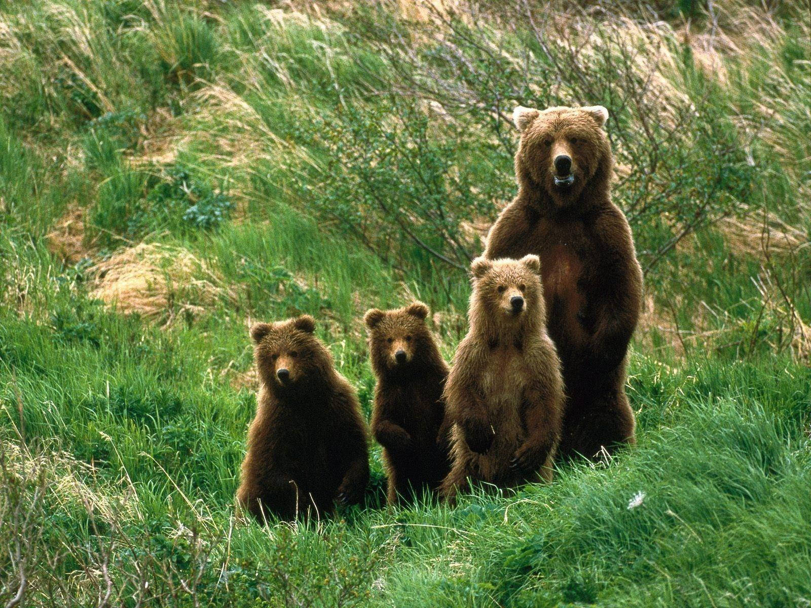 Brown Bear Family On Grass Background