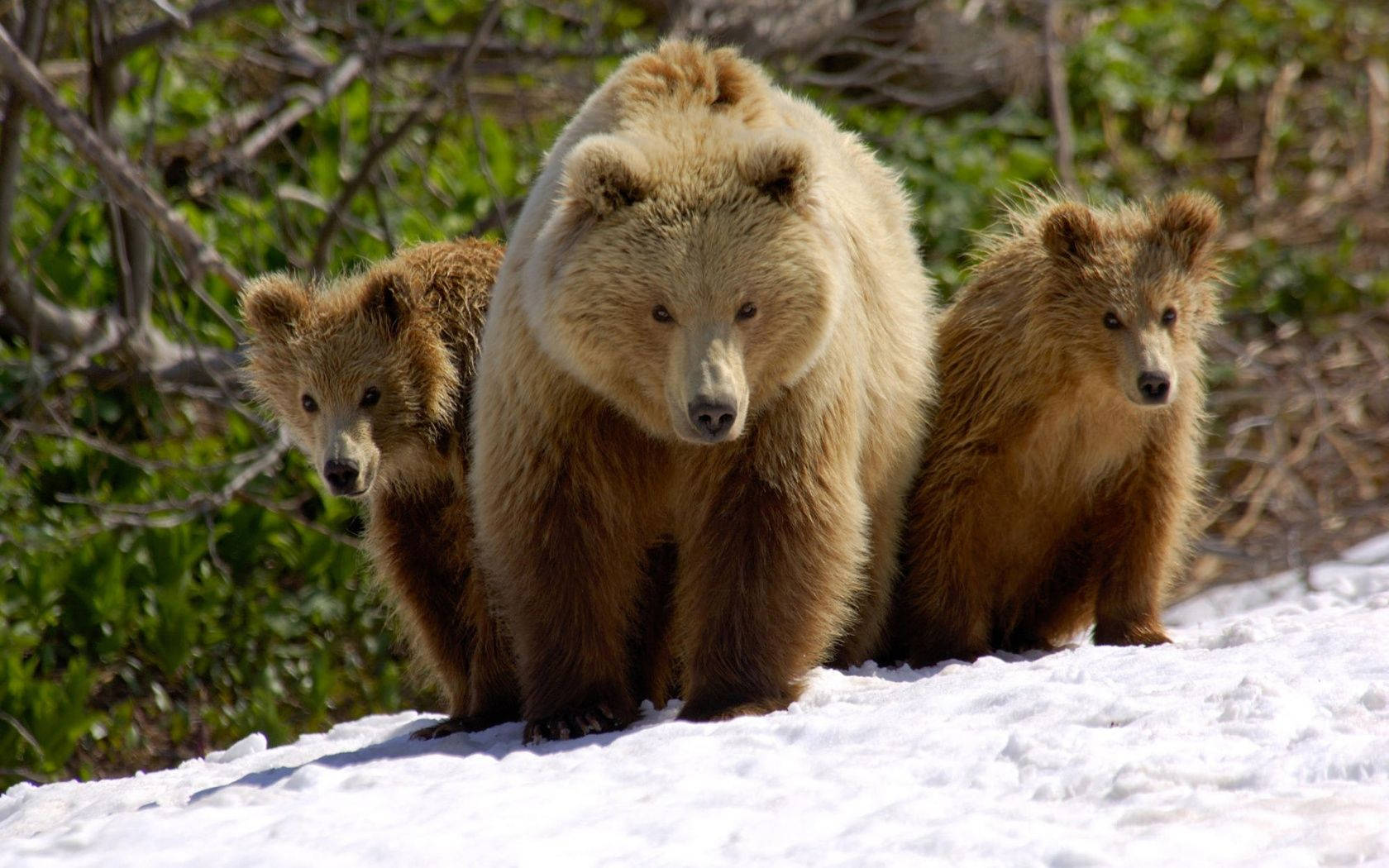 Brown Bear Family On Snow Background