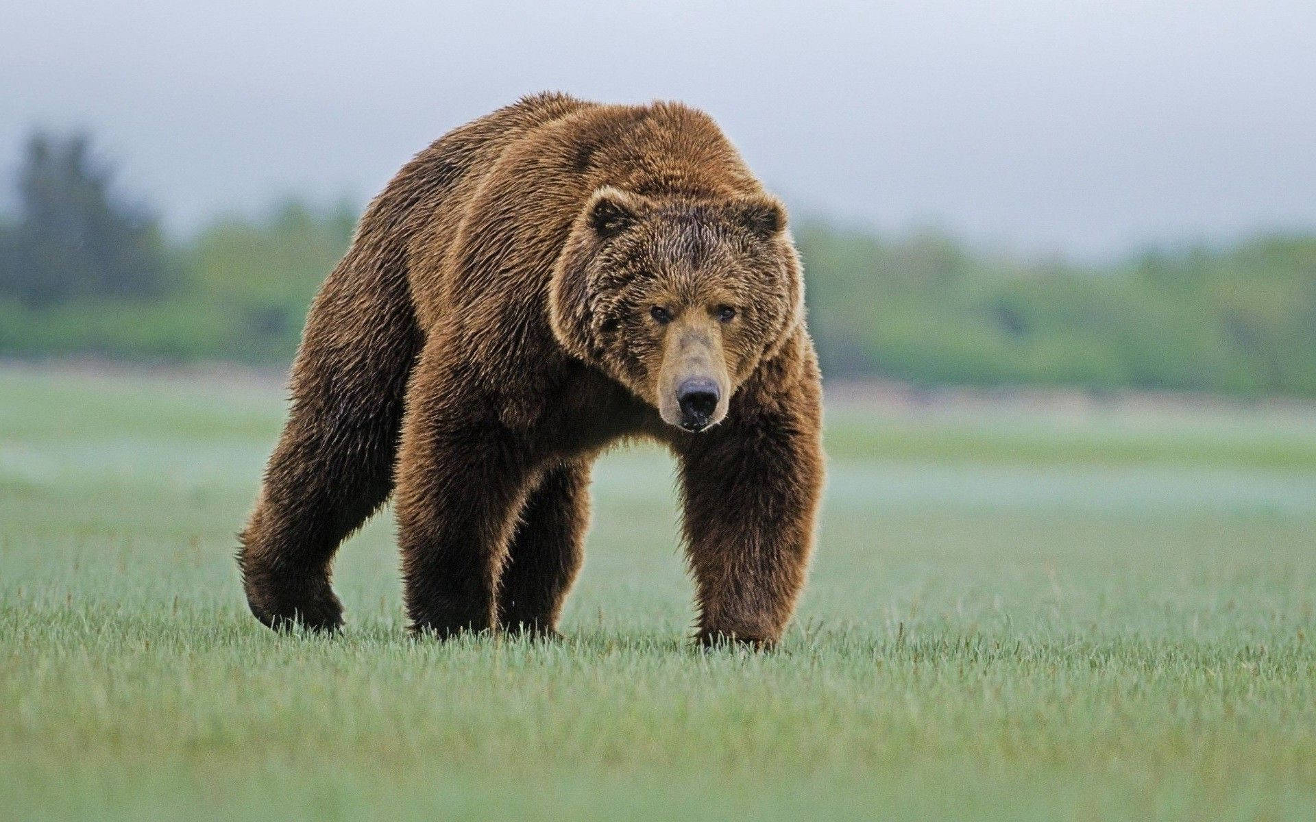 Brown Bear Fierce On Grass Background