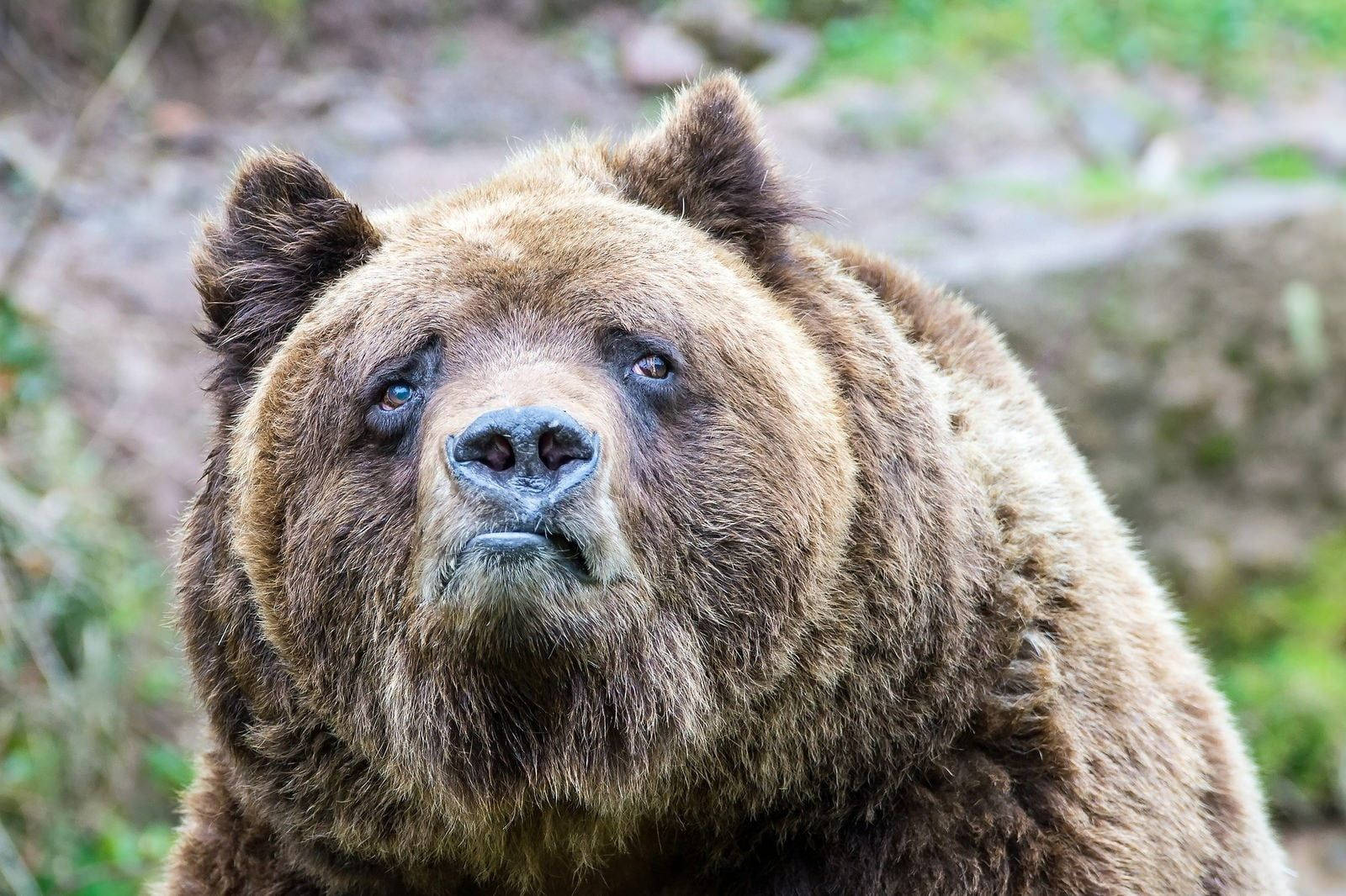 Brown Bear Funny Face Background