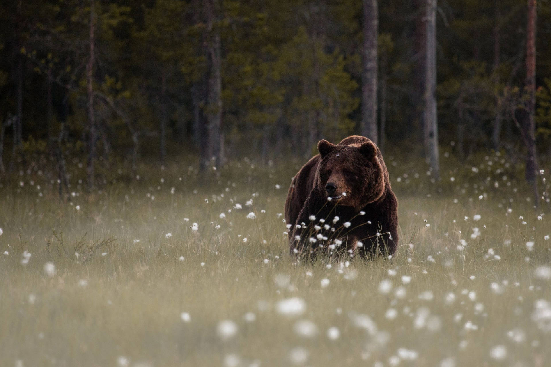 Brown Bear Grass And Flower Field Background