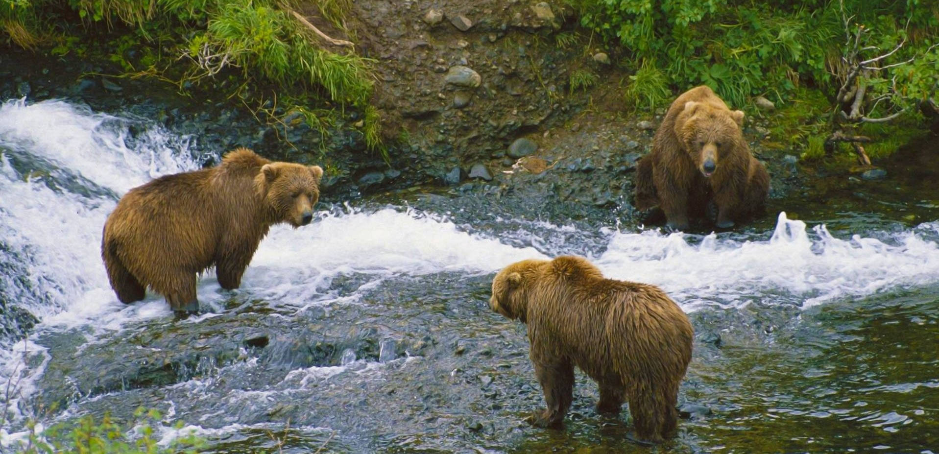 Brown Bear Group By River Background