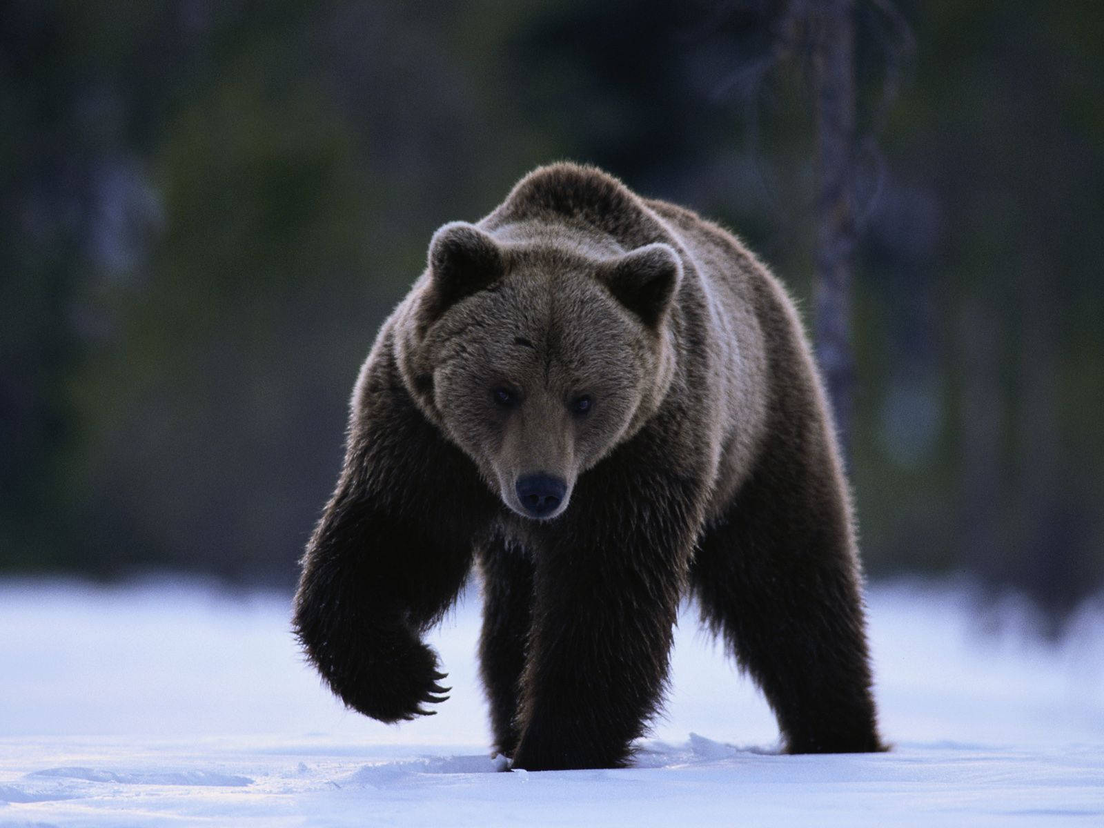 Brown Bear In Snow Background