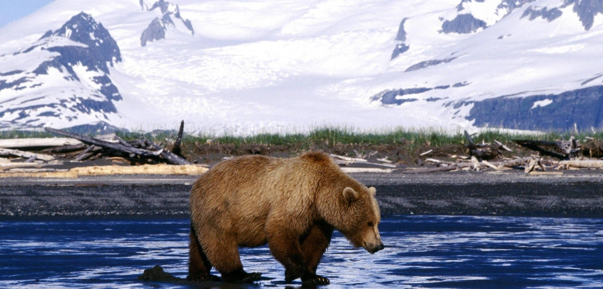 Brown Bear Lake Snowy Mountain Background