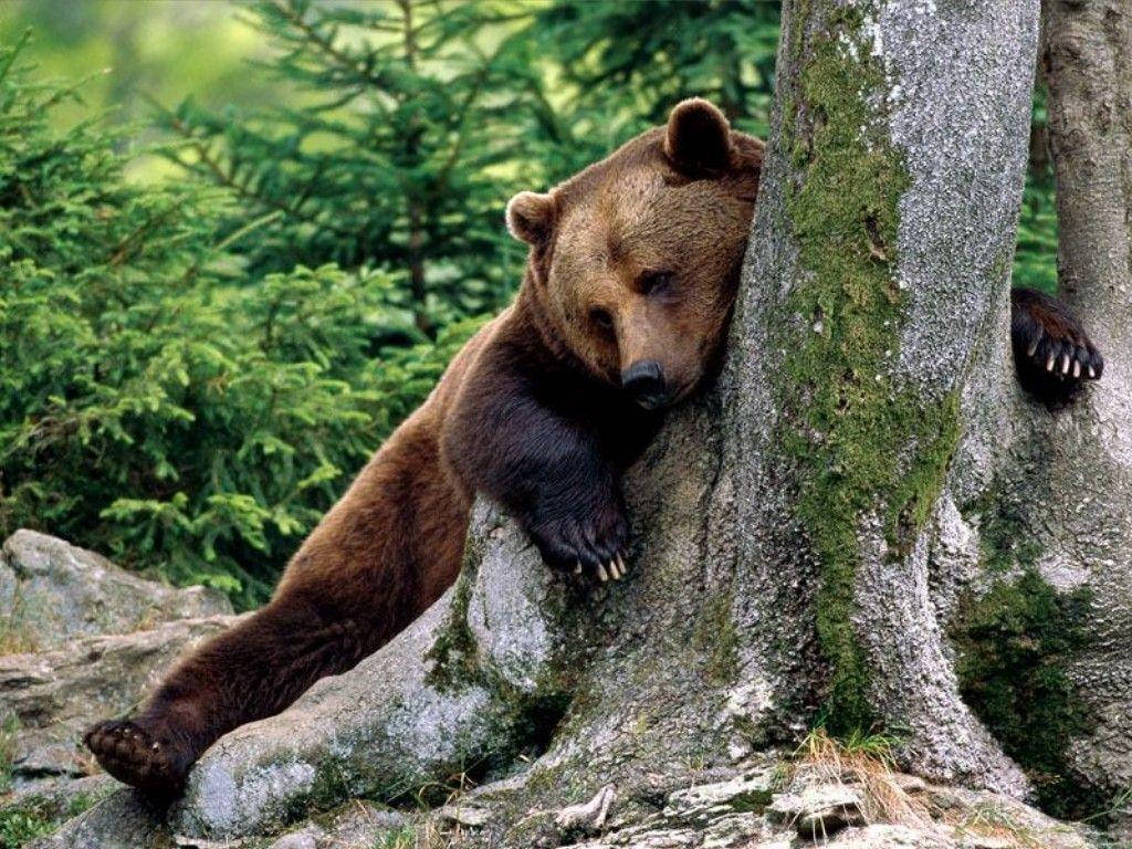 Brown Bear Leaning On Tree Background