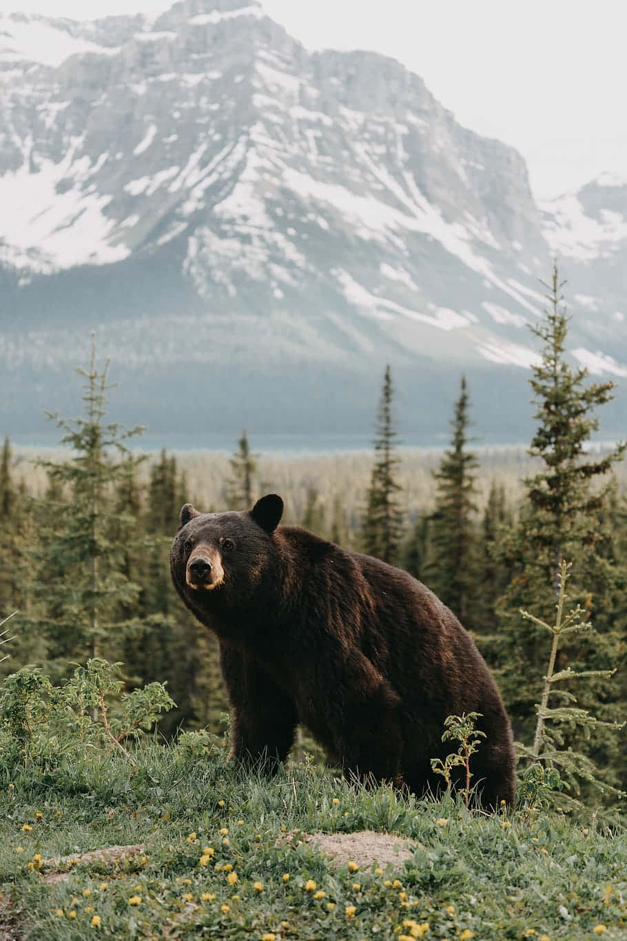 Brown Bear Mountain Backdrop.jpg Background