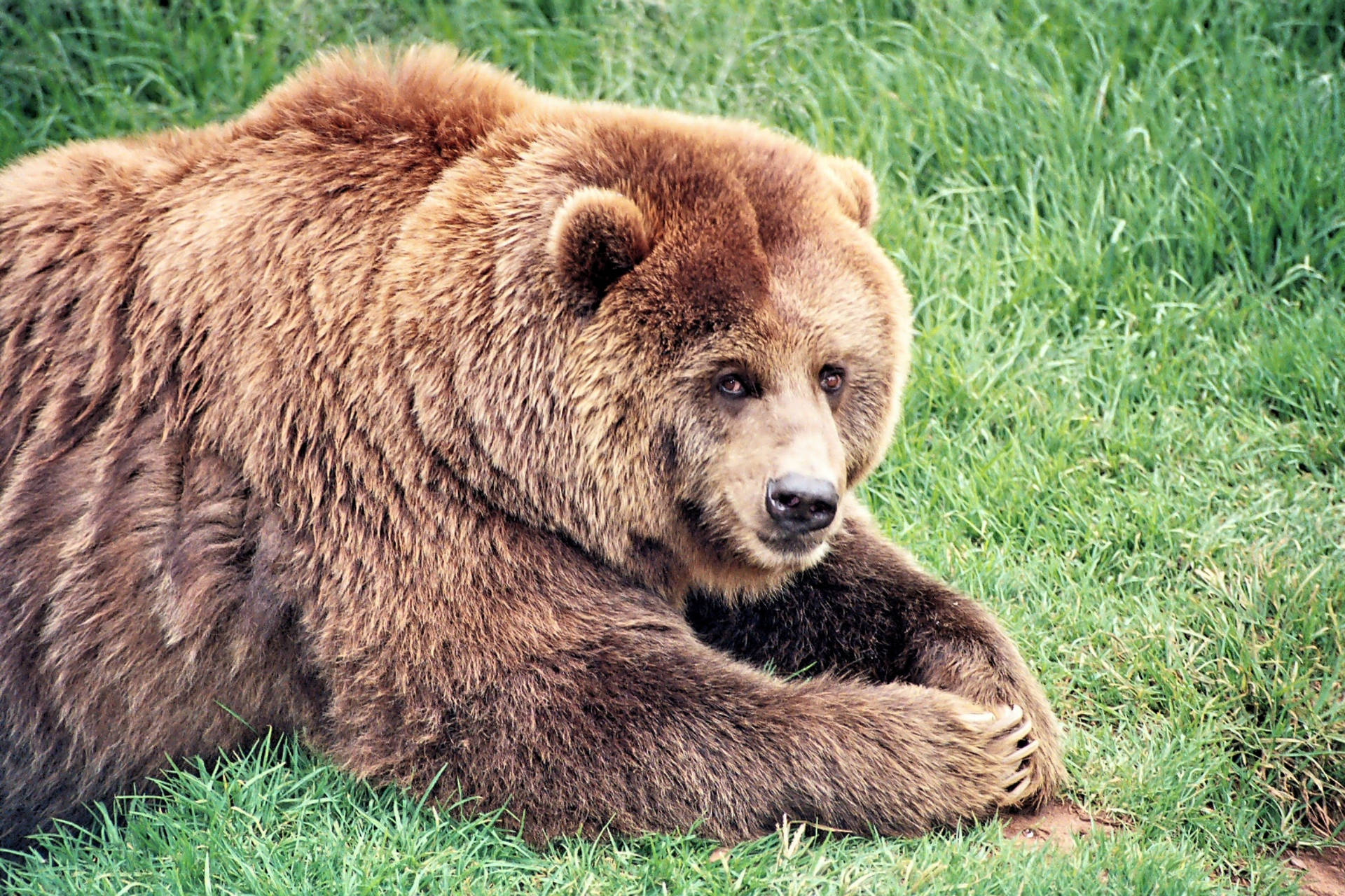 Brown Bear On Grass Background