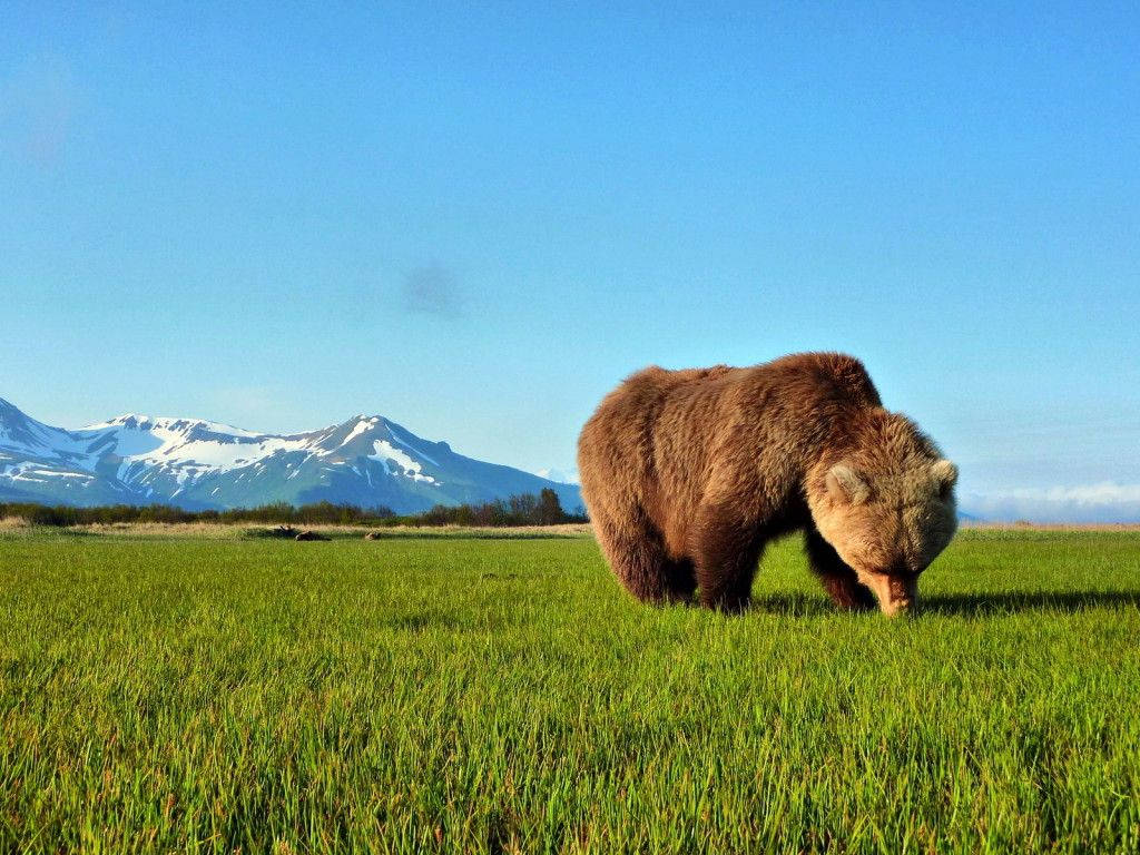 Brown Bear On Grass Mountain View Background