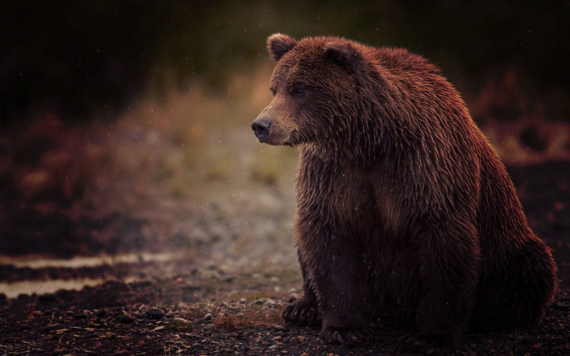 Brown Bear On Ground Dark Aesthetic Background