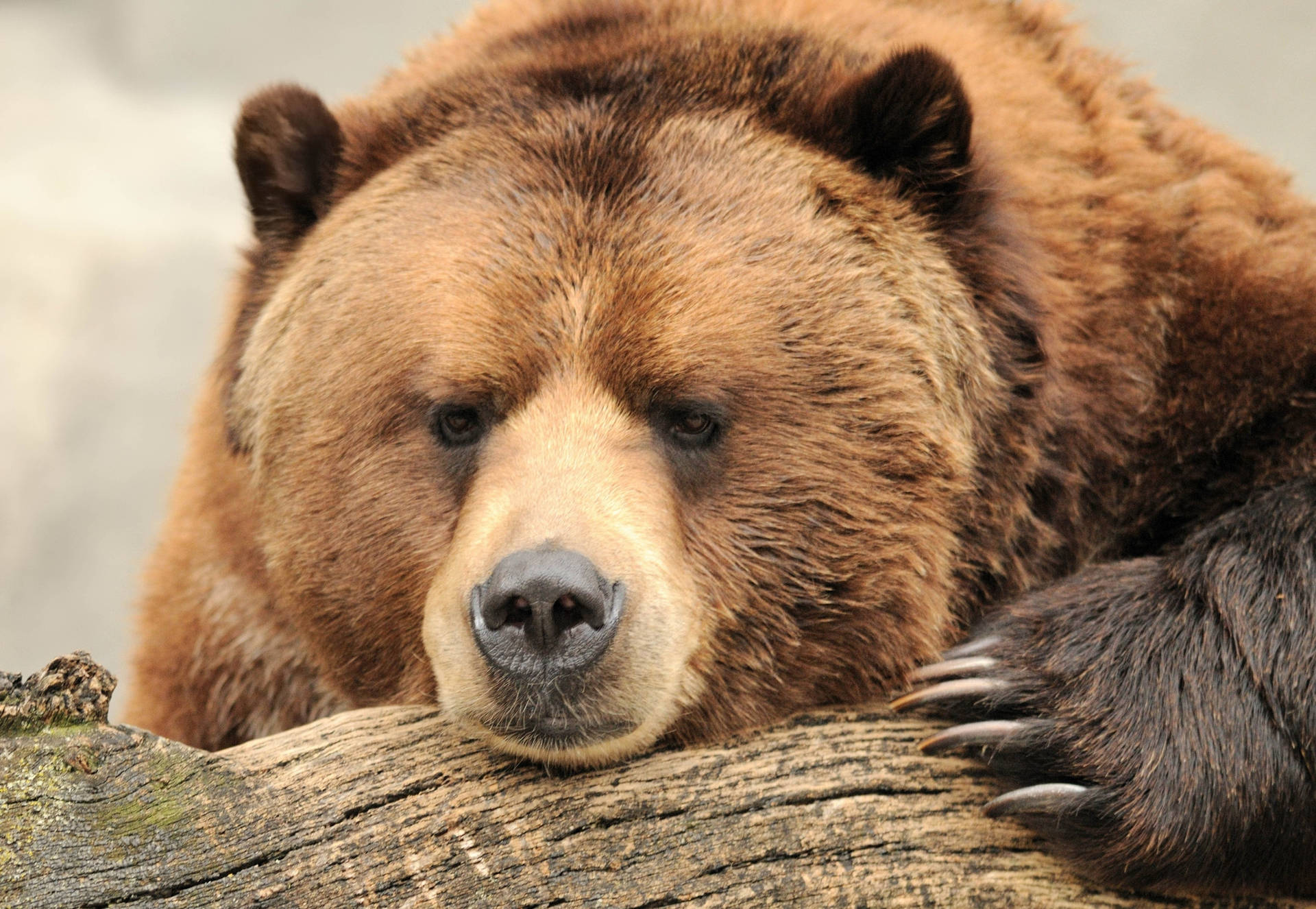 Brown Bear On Mossy Wood