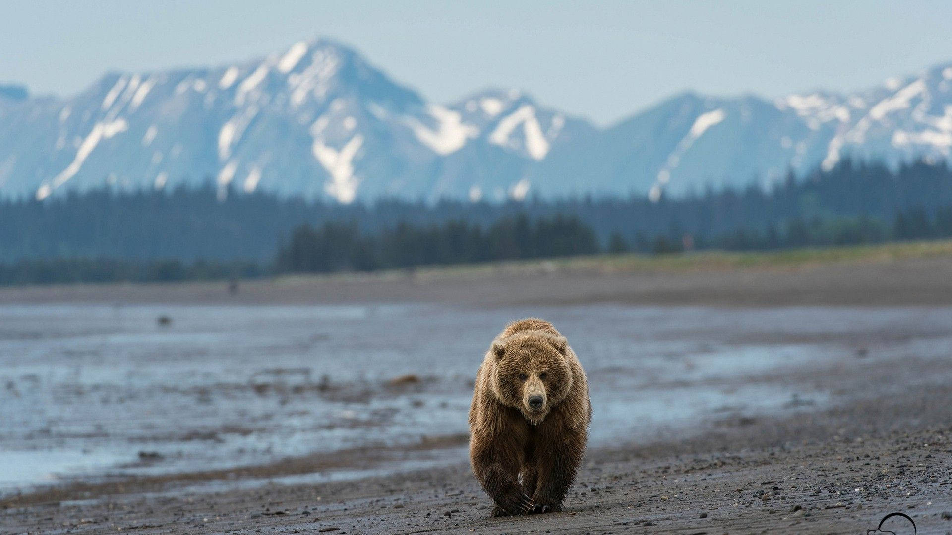 Brown Bear On Mud With Mountain View Background