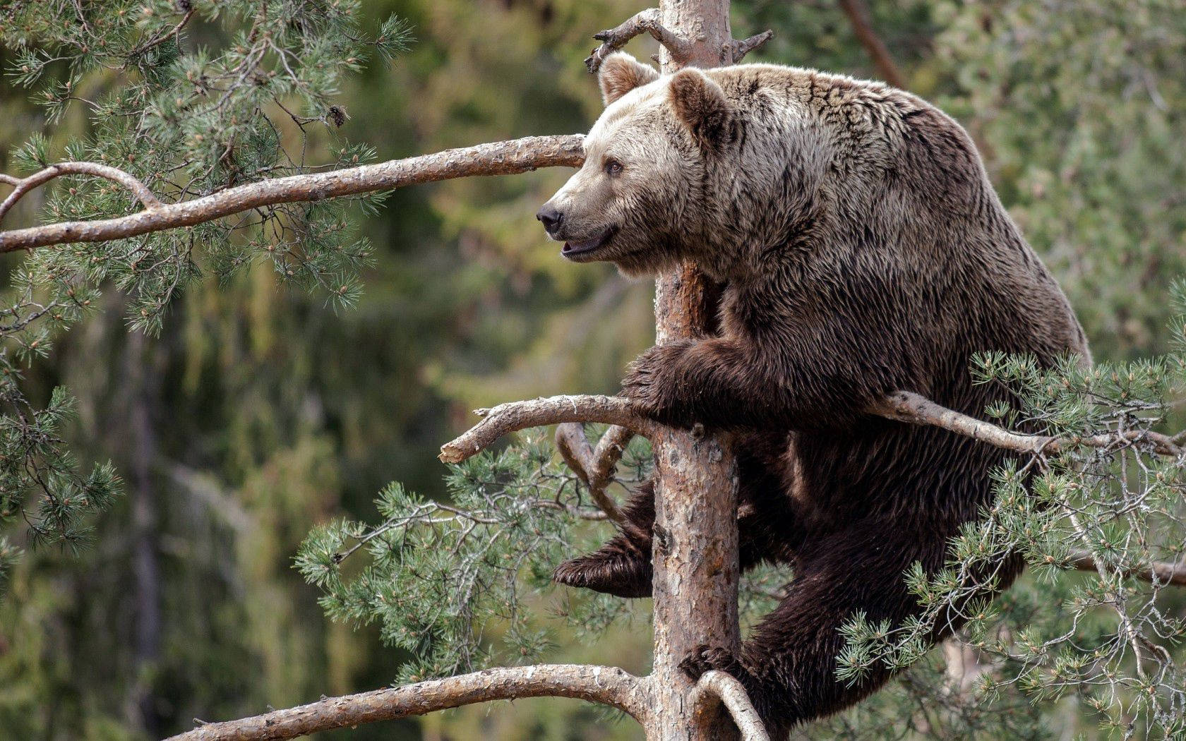 Brown Bear On Tree