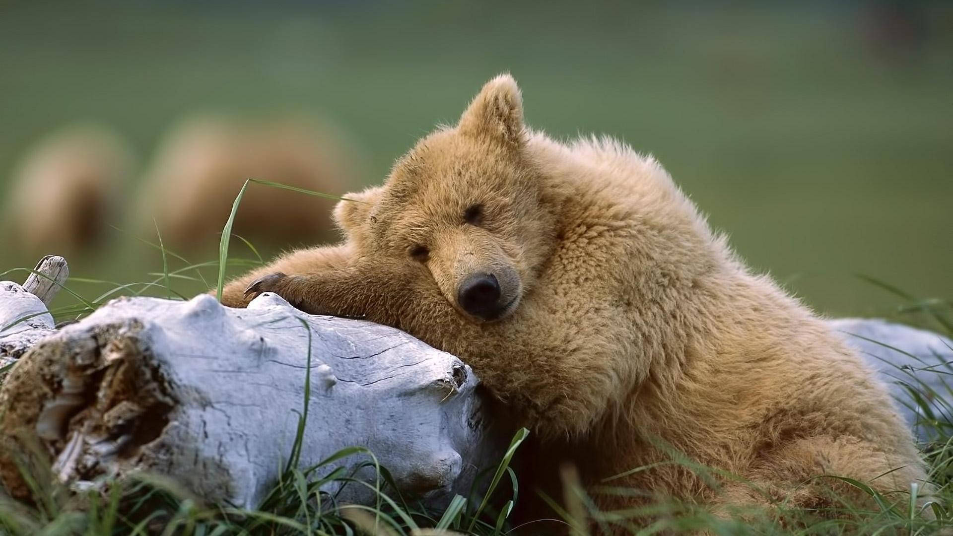 Brown Bear On White Wood Background