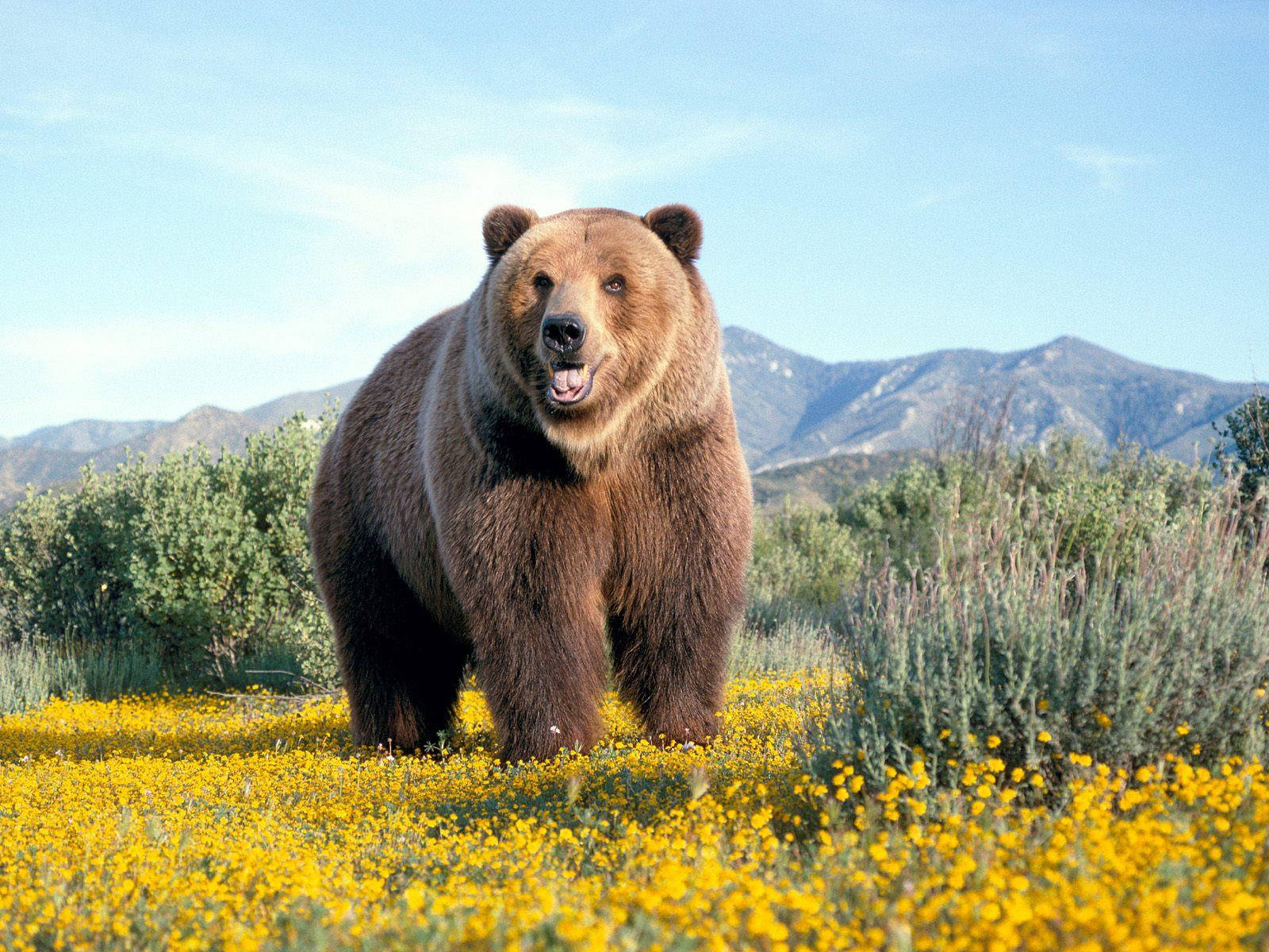 Brown Bear On Yellow Flowers Background