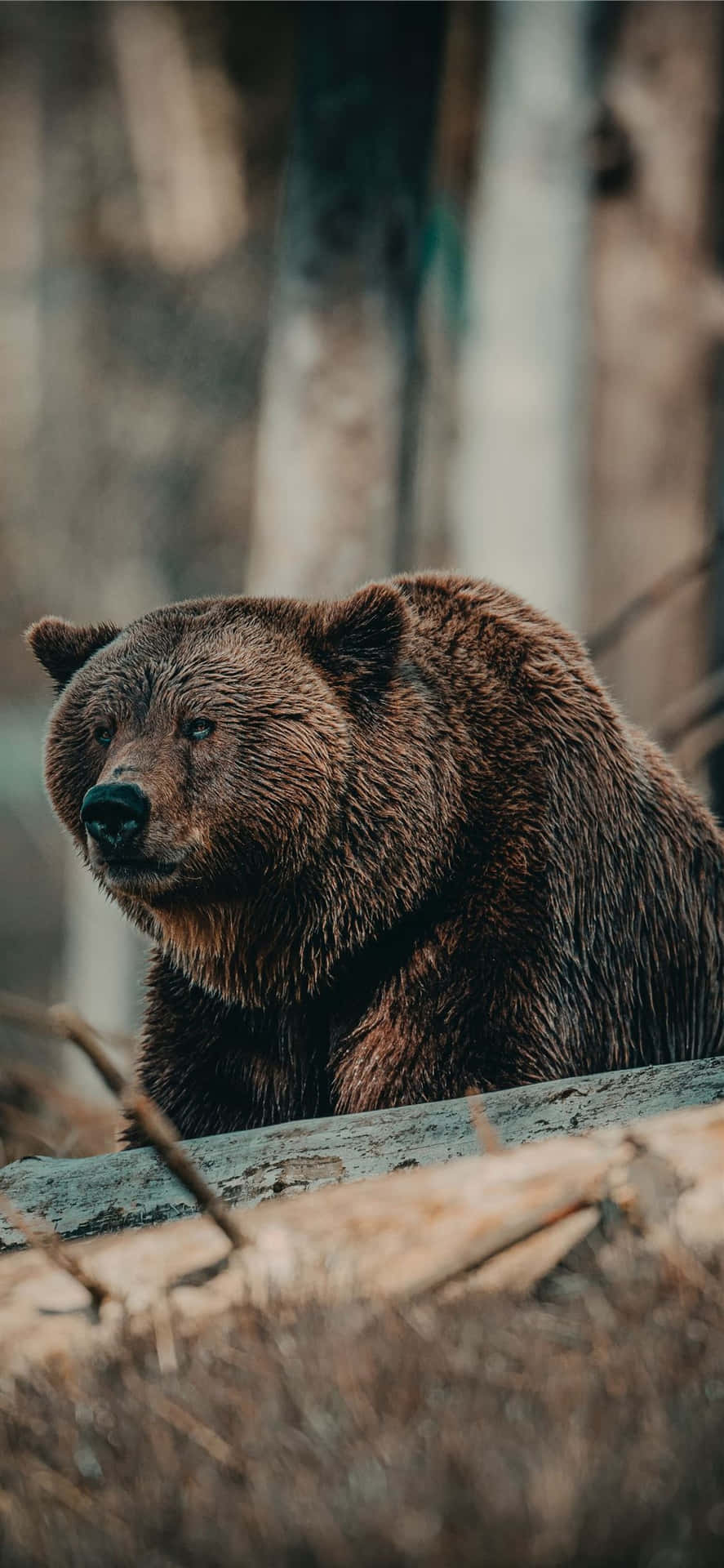 Brown Bear Portrait Wildlife Photography Background