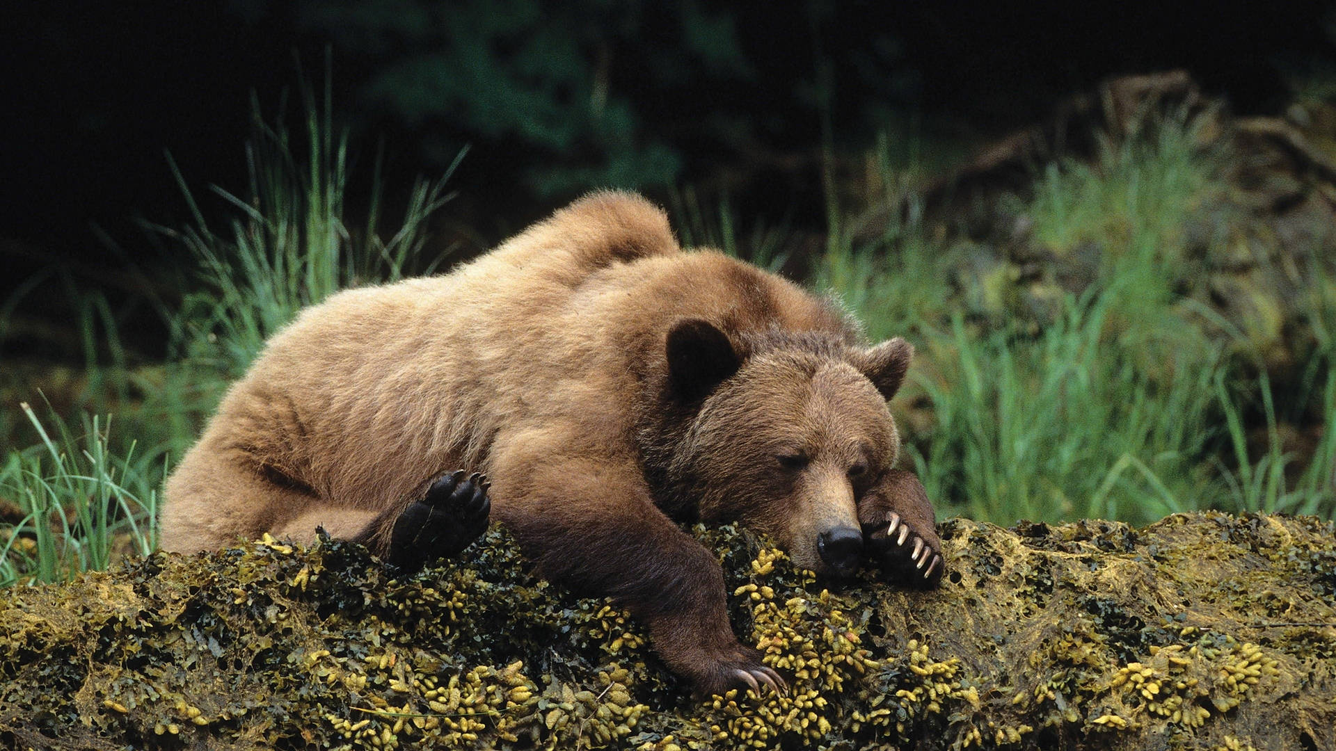 Brown Bear Resting In Forest Background