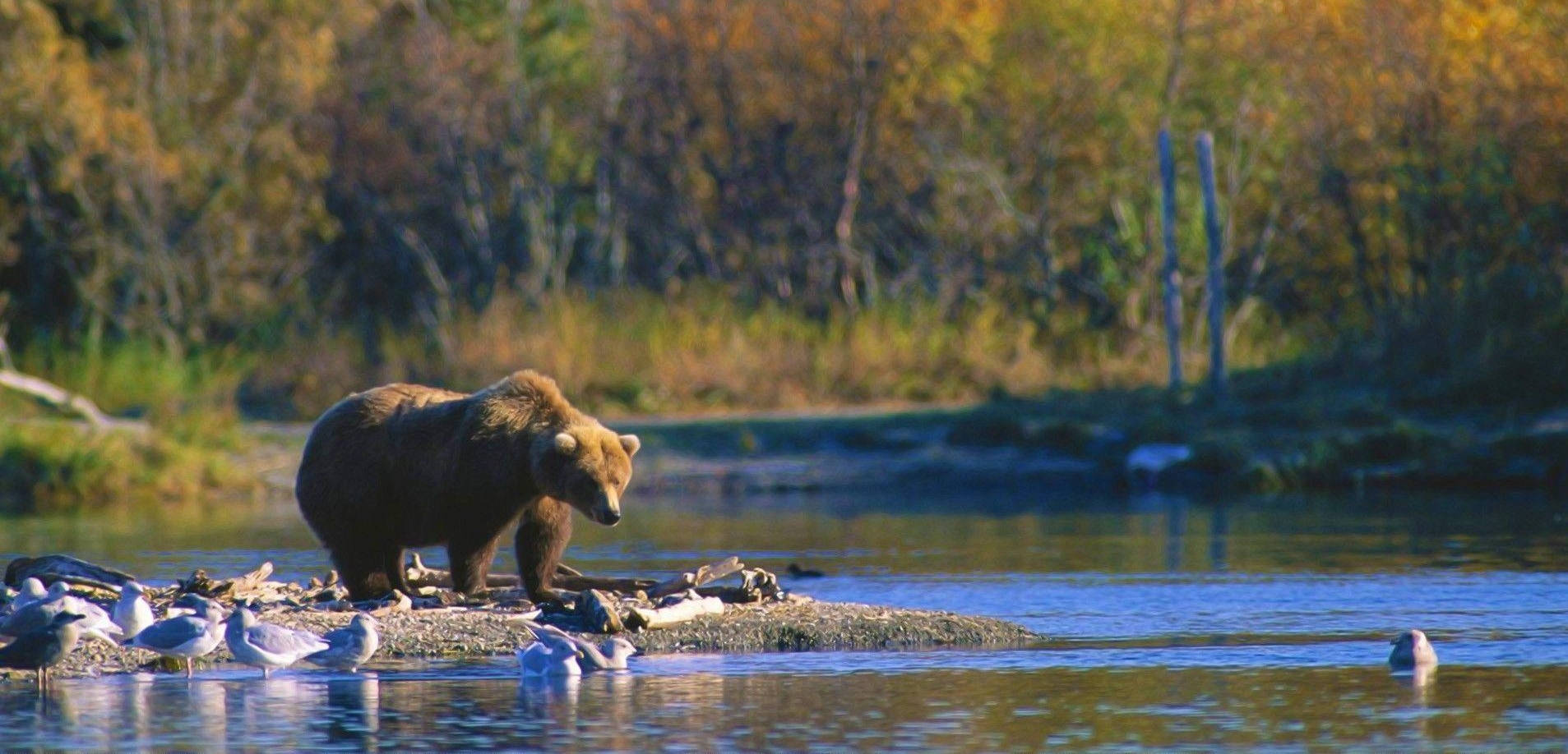 Brown Bear Riverside In Forest Background