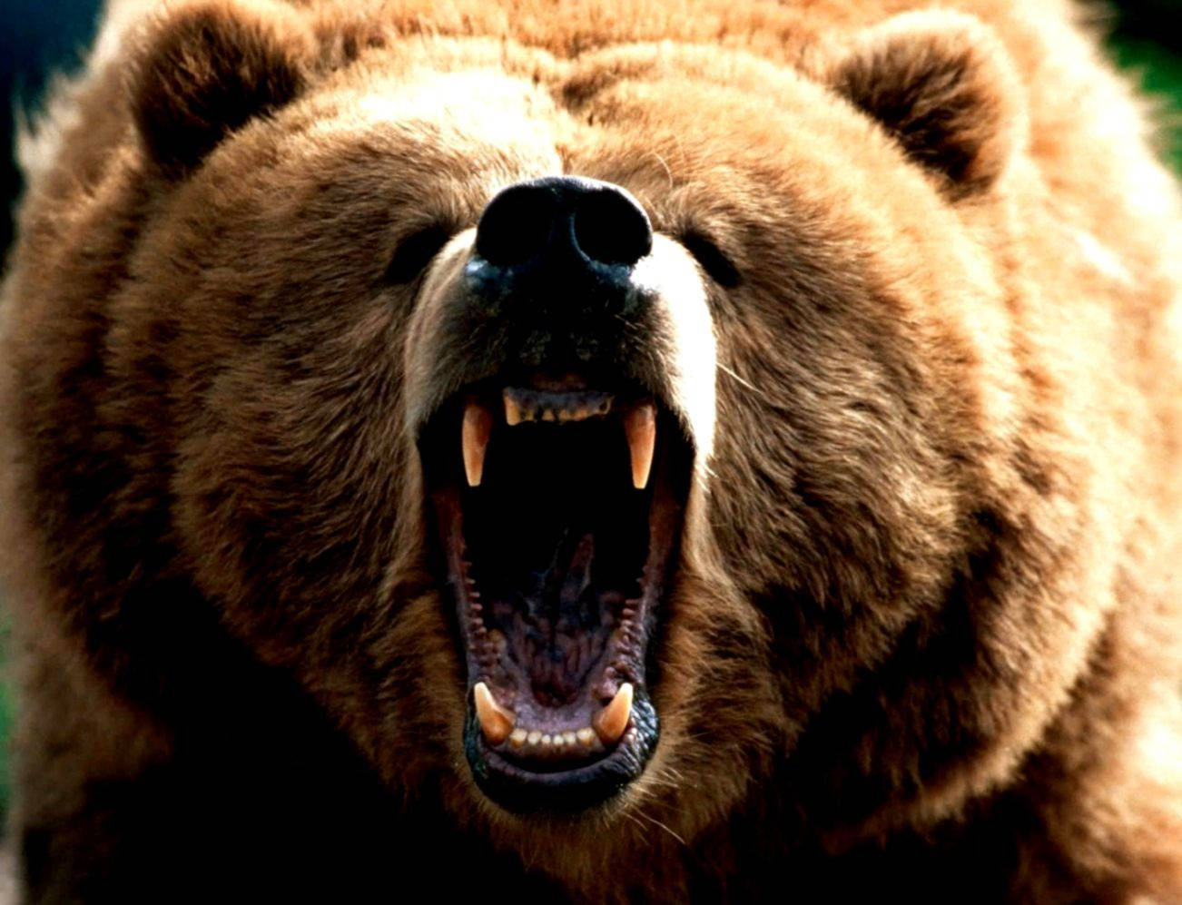 Brown Bear Roar Front View Background