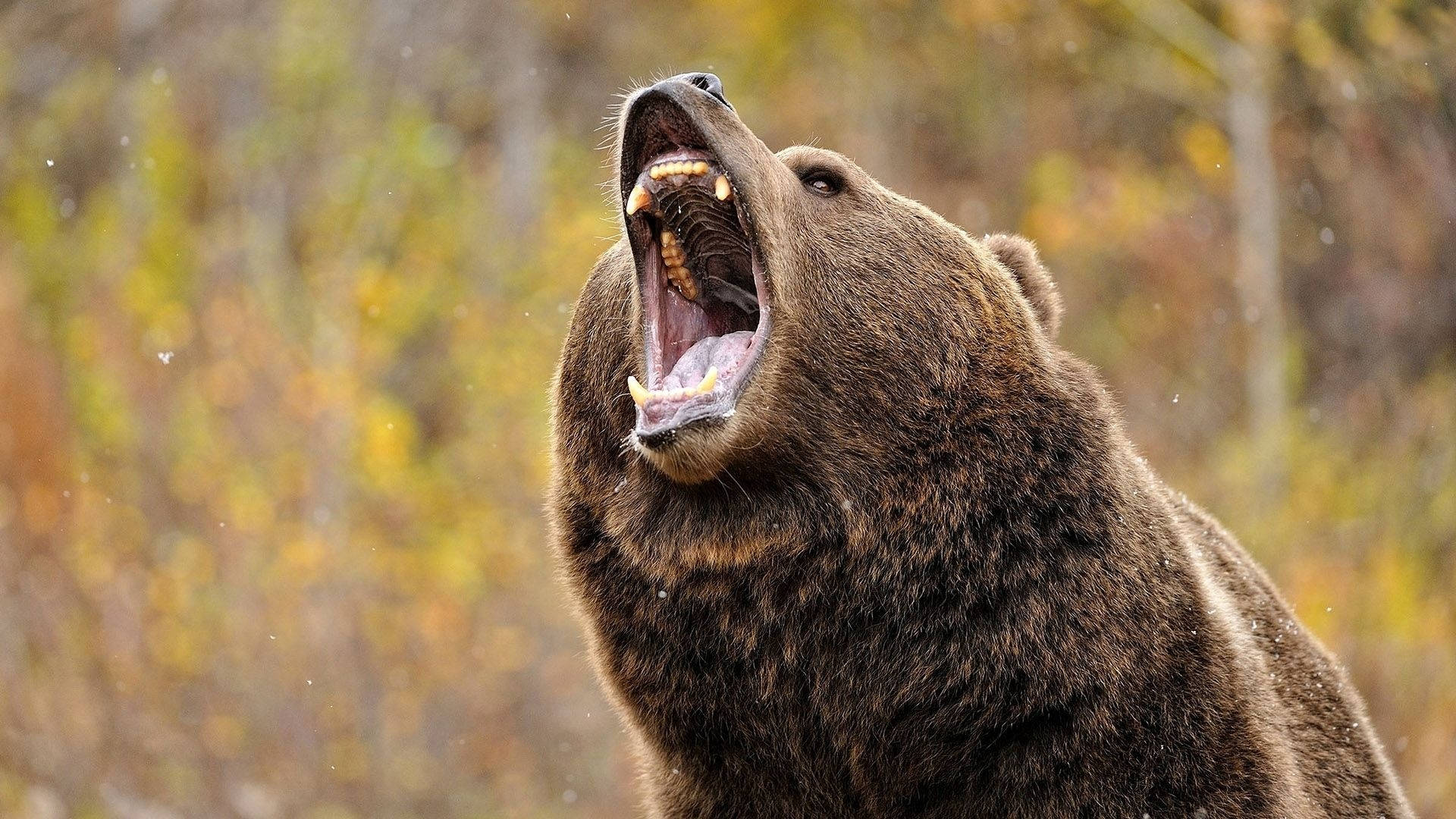 Brown Bear Roaring Background