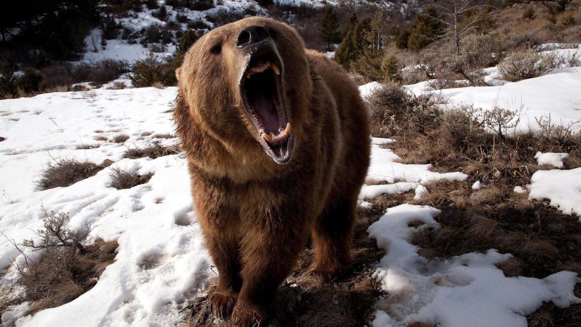 Brown Bear Roaring On Snow