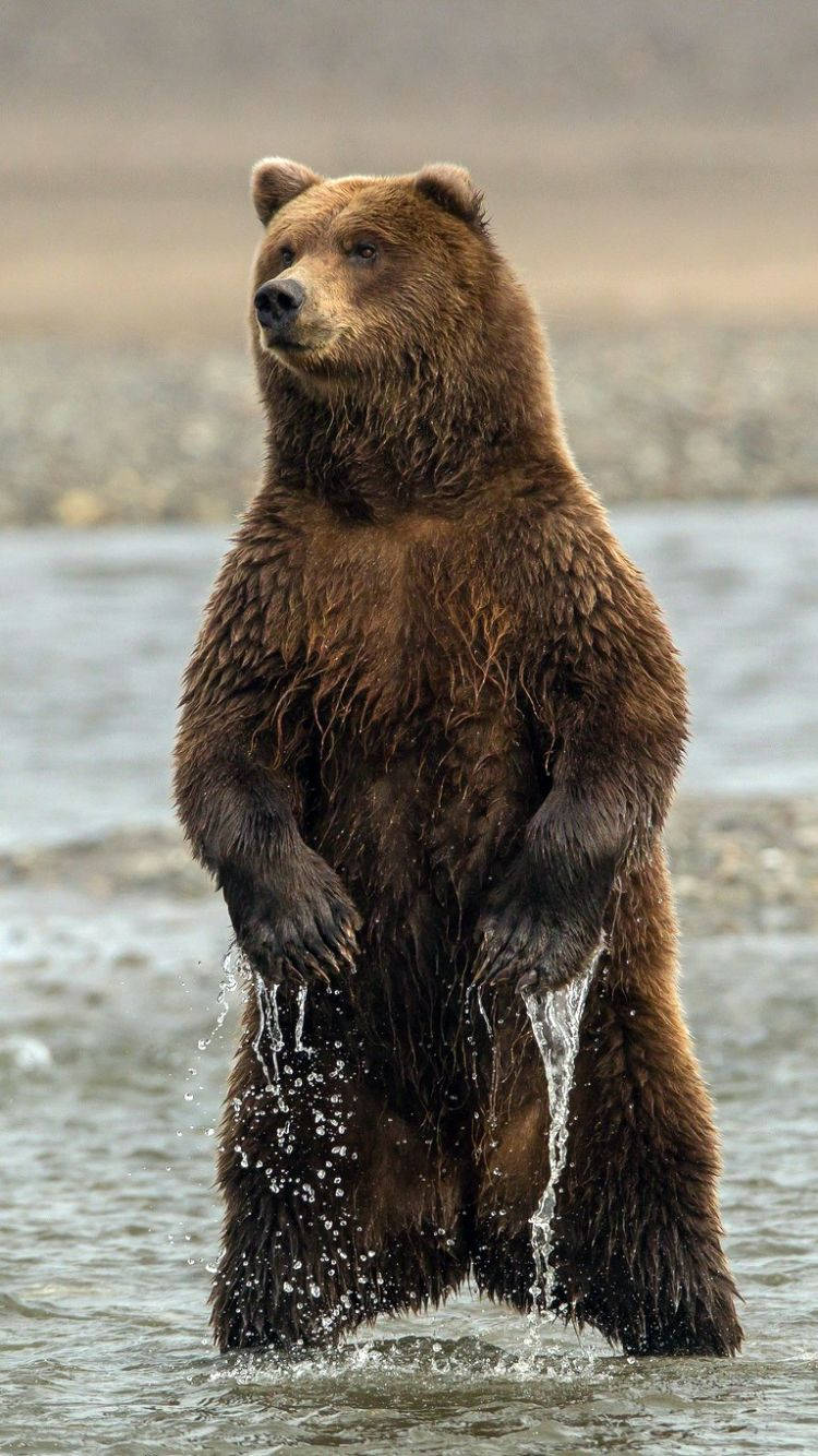 Brown Bear Standing On River Background