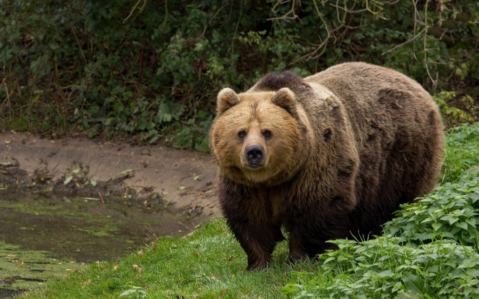 Brown Bear Thick On Grass Background