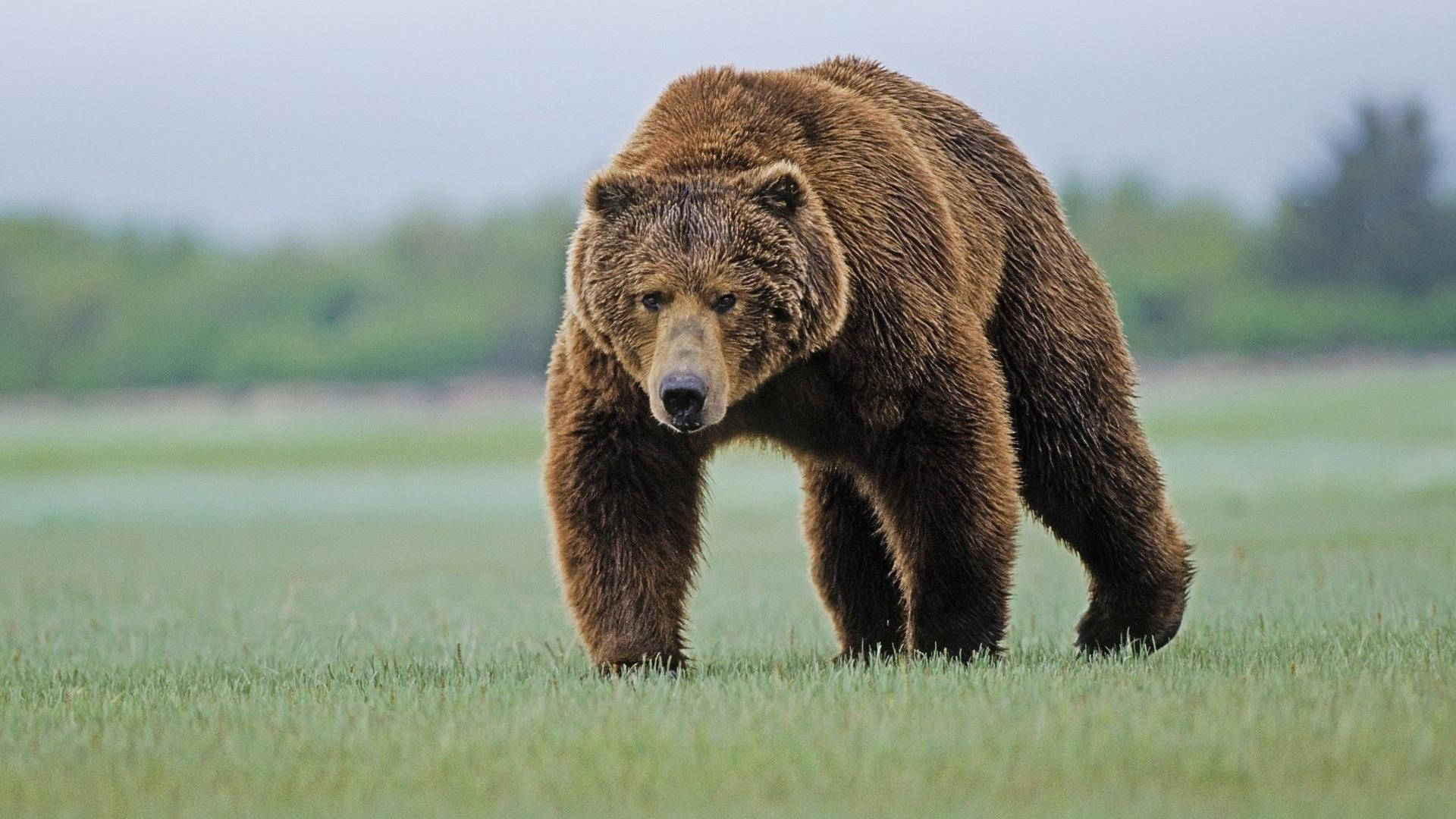 Brown Bear Walking On Grass Field Background