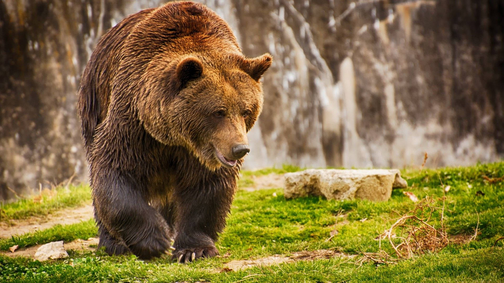 Brown Bear Walking On Grass Background