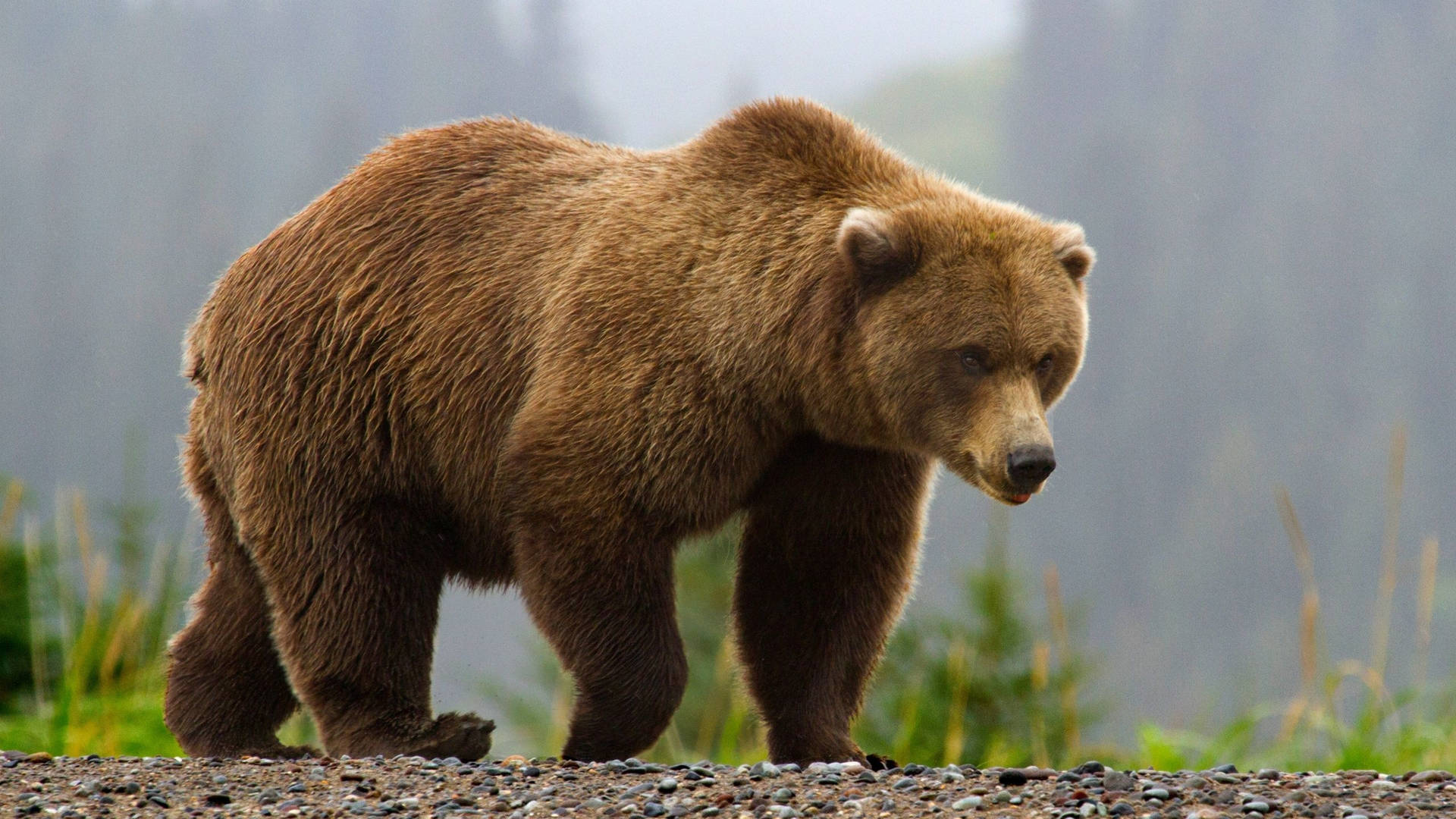 Brown Bear Walking On Ground Background