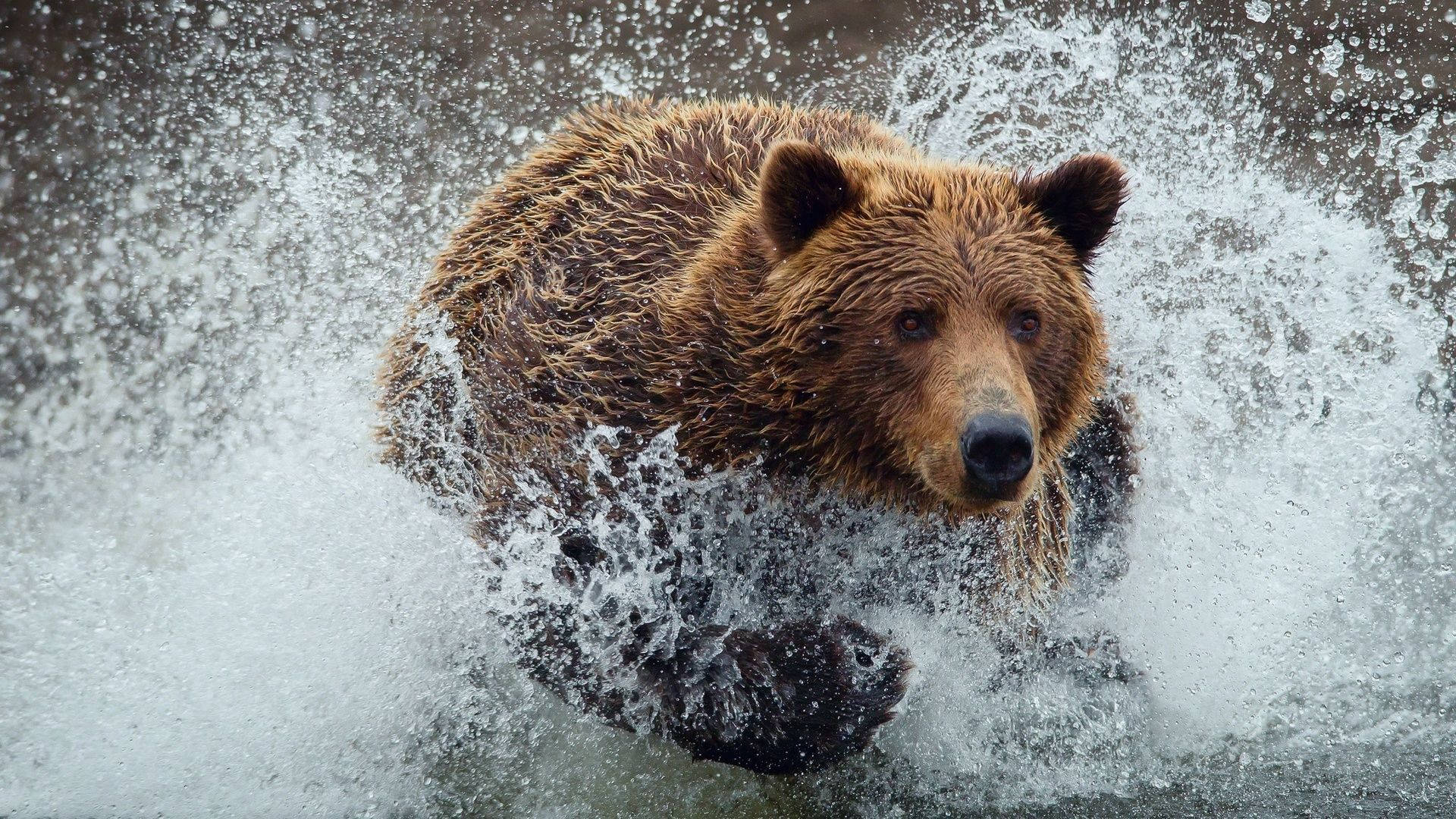 Brown Bear Water Splash Background