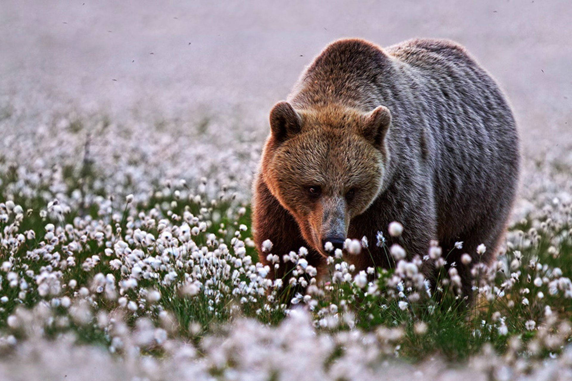 Brown Bear White Flower Field Background