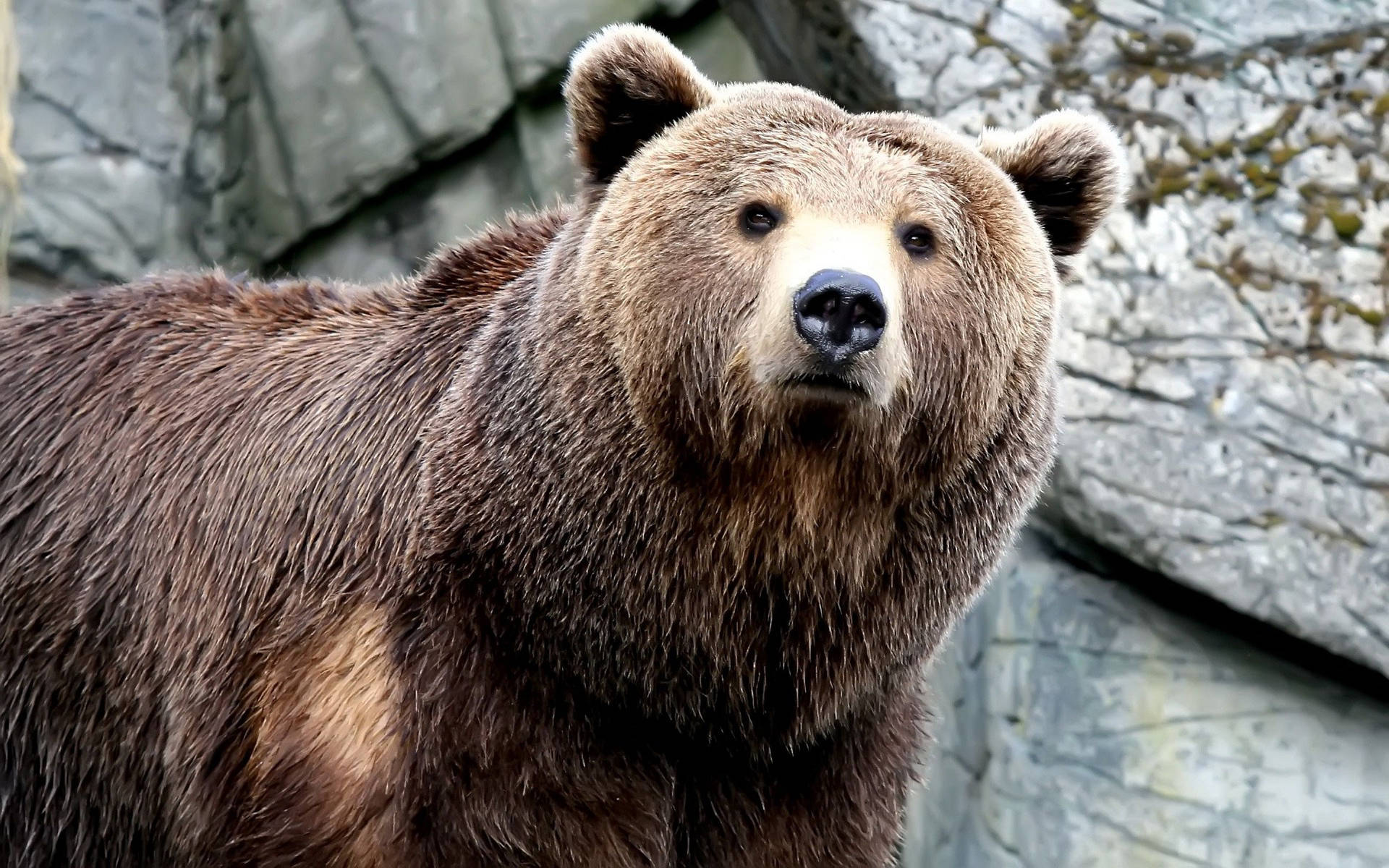 Brown Bear With Rocks Background