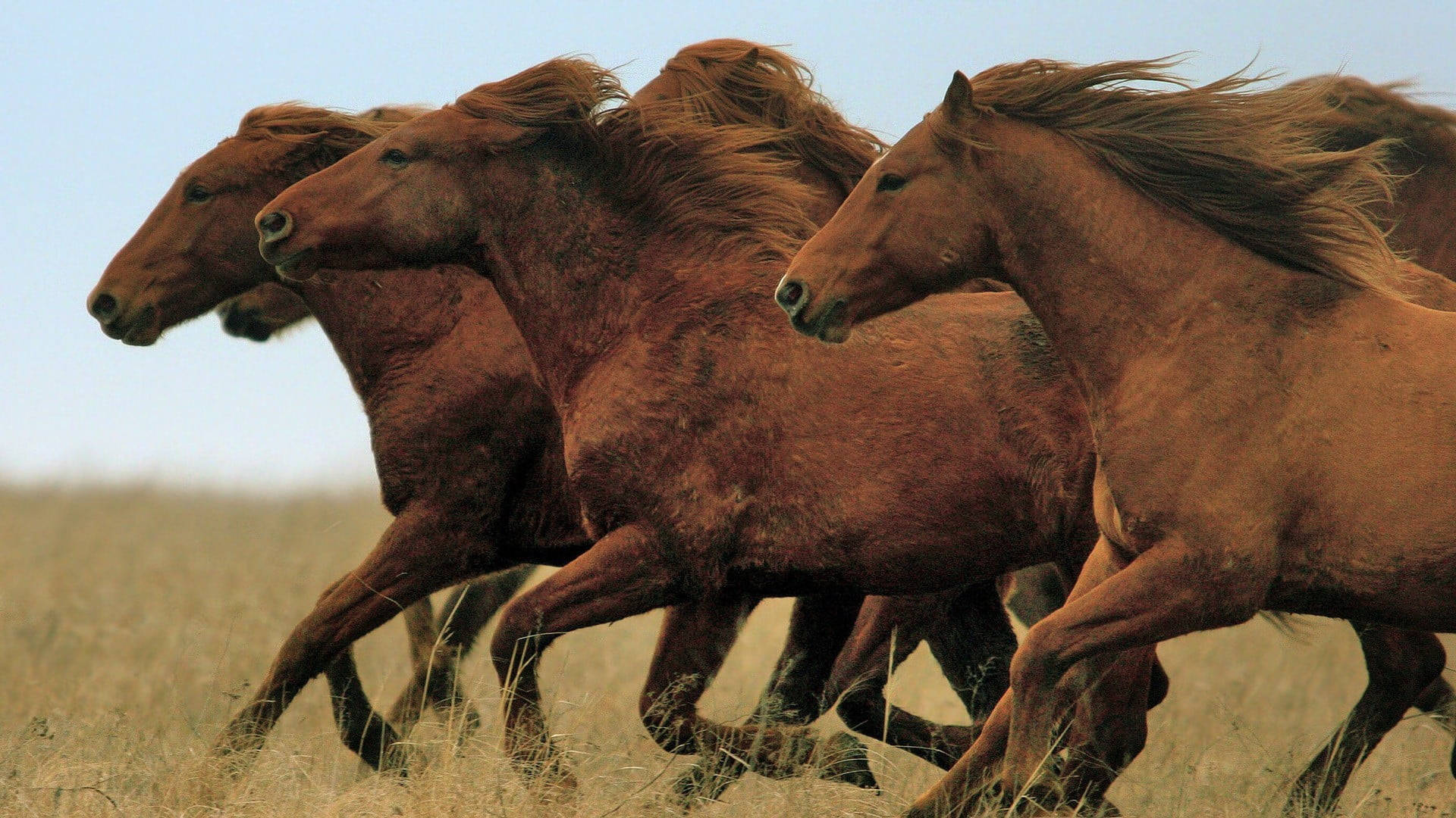 Brown Beautiful Horses In The Meadow Background