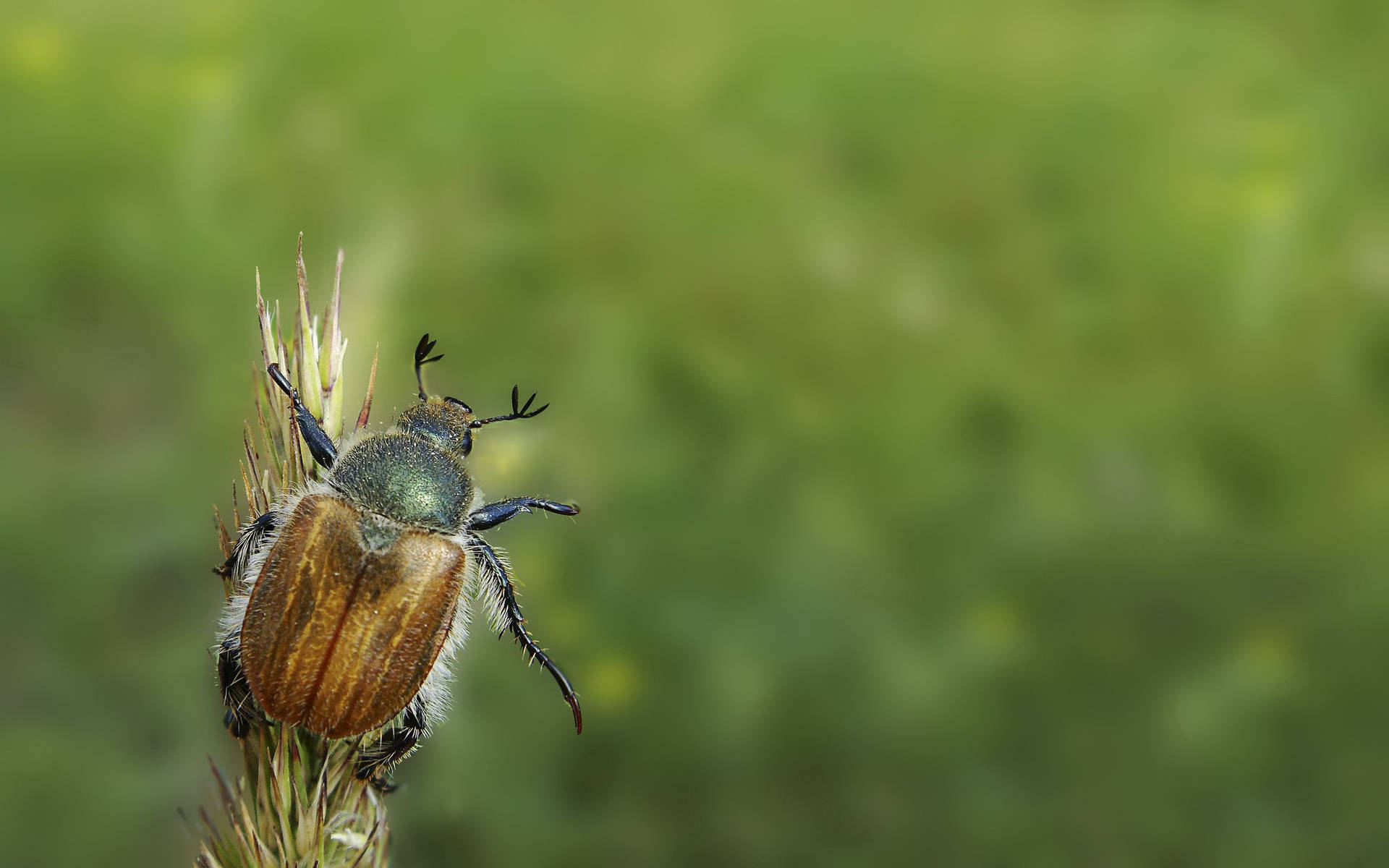 Brown Beetle On Minimal Grass Background