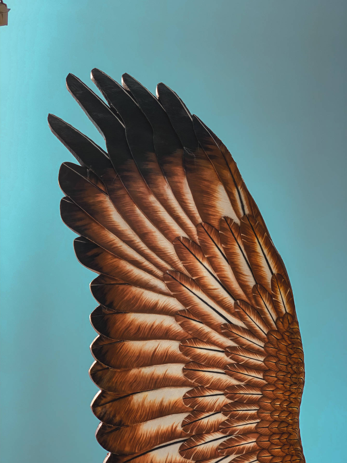Brown Bird Wing Background