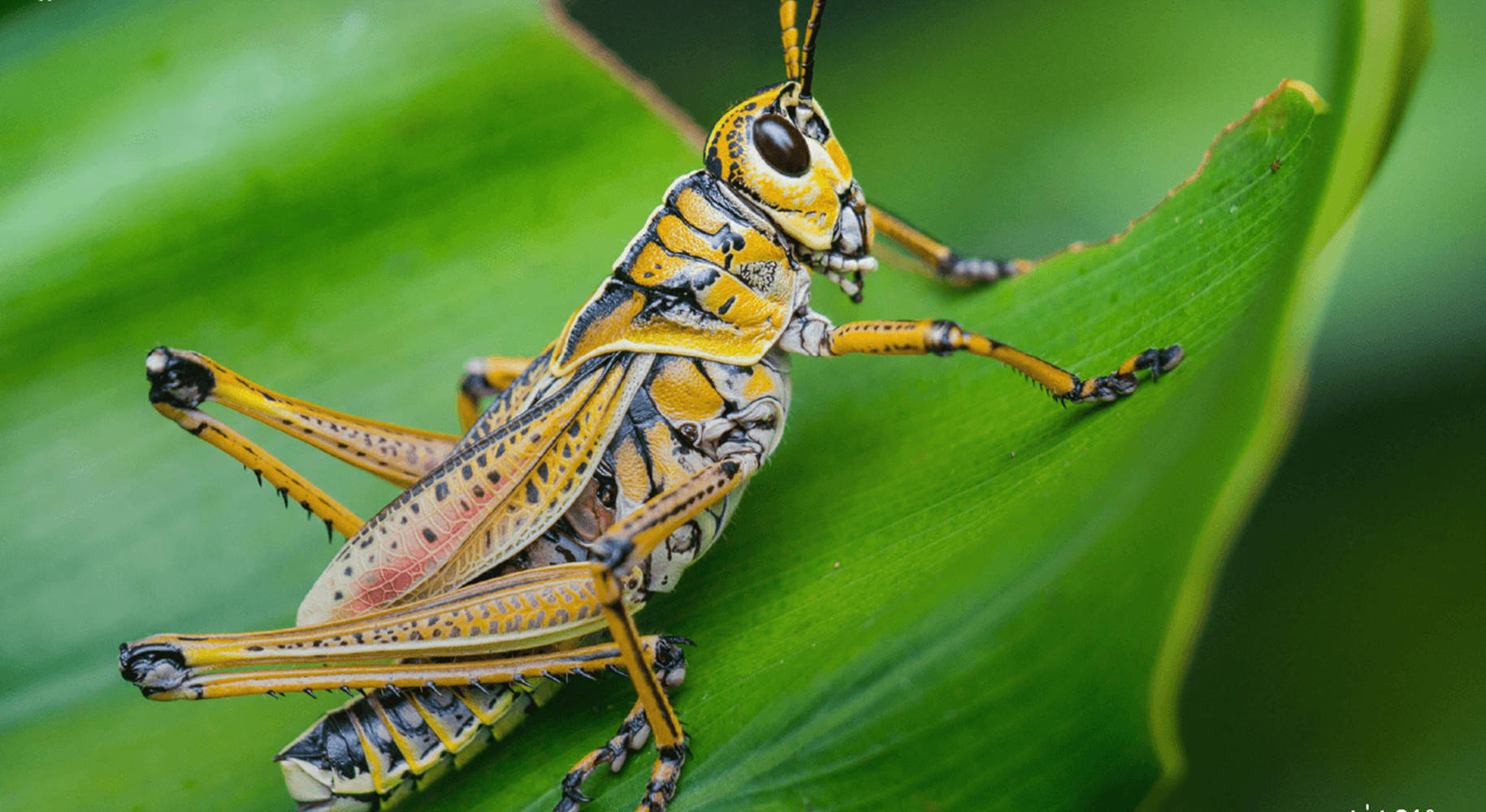 Brown Black Grasshopper Background